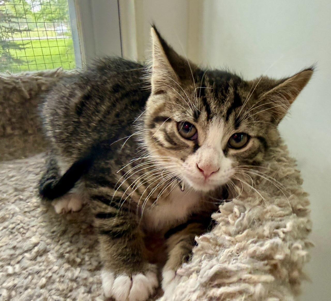 Captain, a ADOPTABLE Domestic Short Hair in Ashland, OH image 2/4