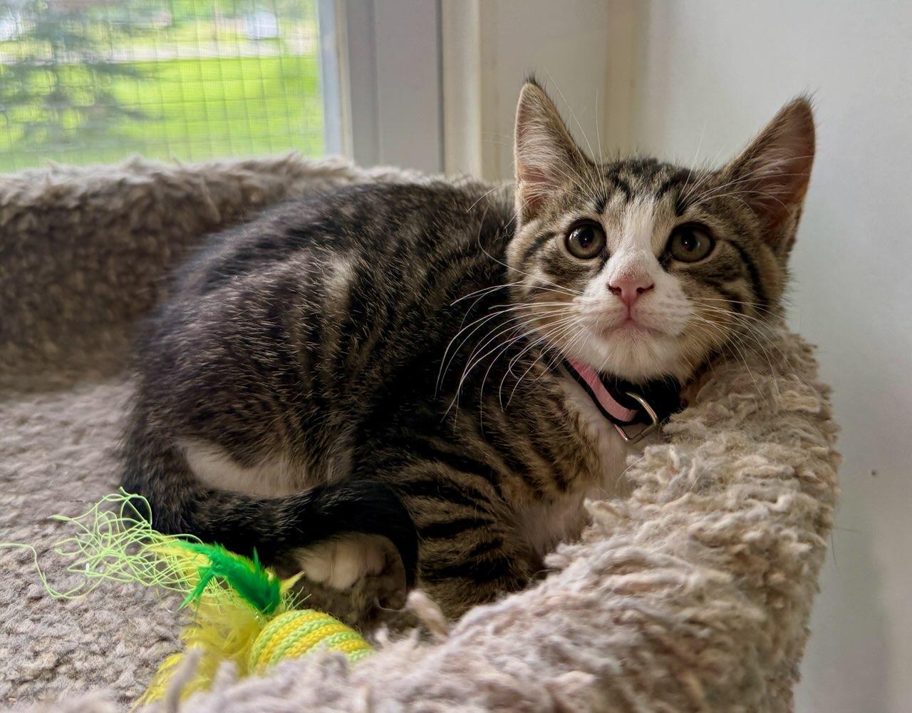 Captain, ADOPTABLE, Kitten Male Domestic Short Hair.
