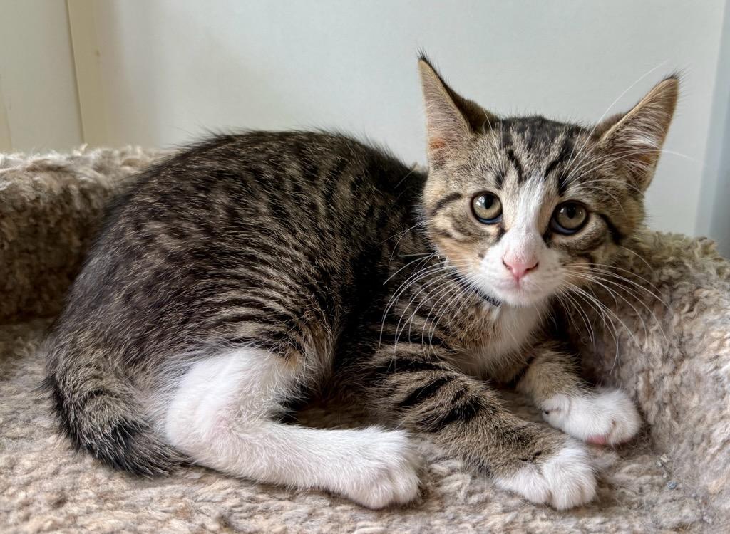 Captain, a ADOPTABLE Domestic Short Hair in Ashland, OH image 3/4
