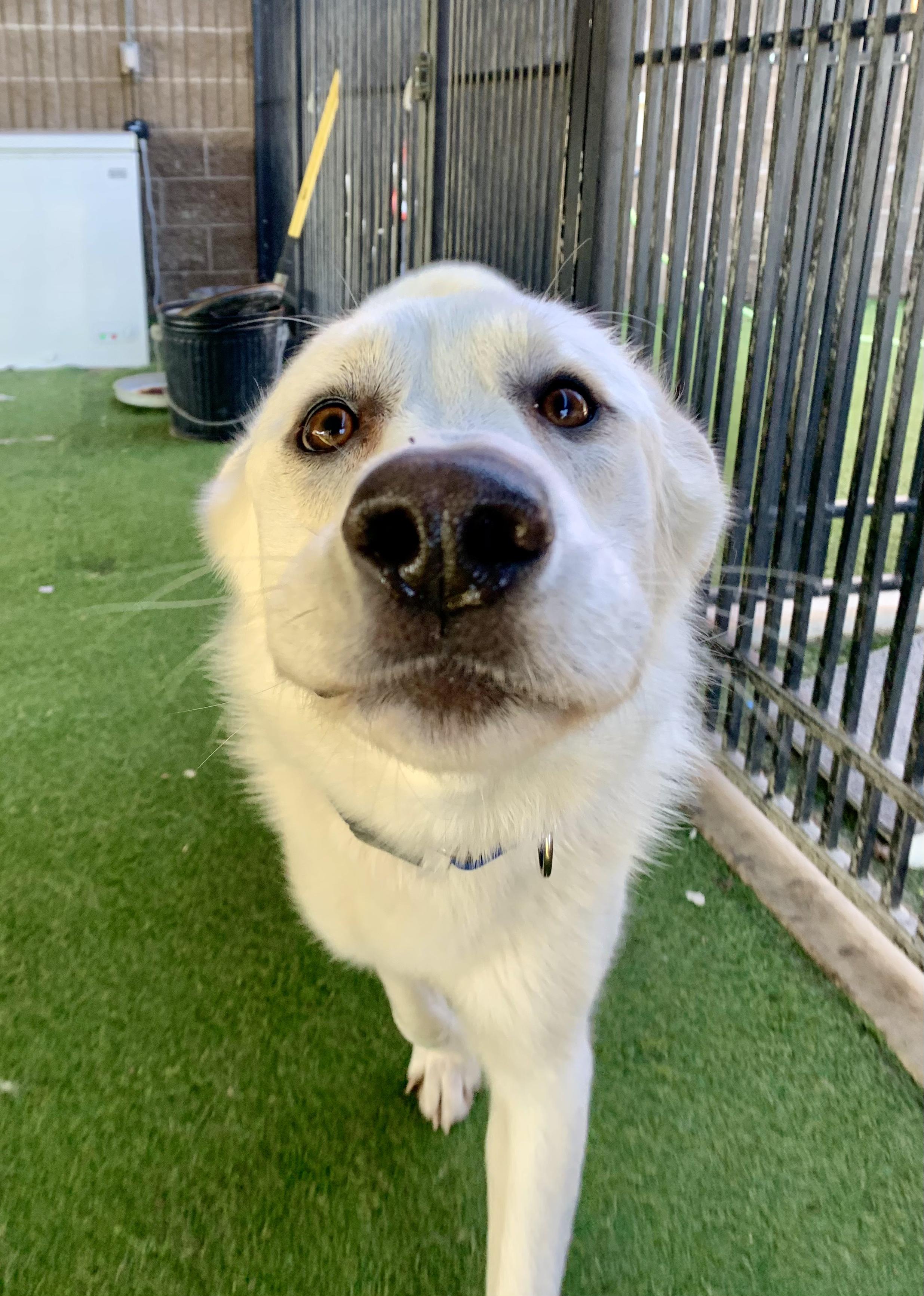 Monk, adoptable, Adult Male Great Pyrenees.