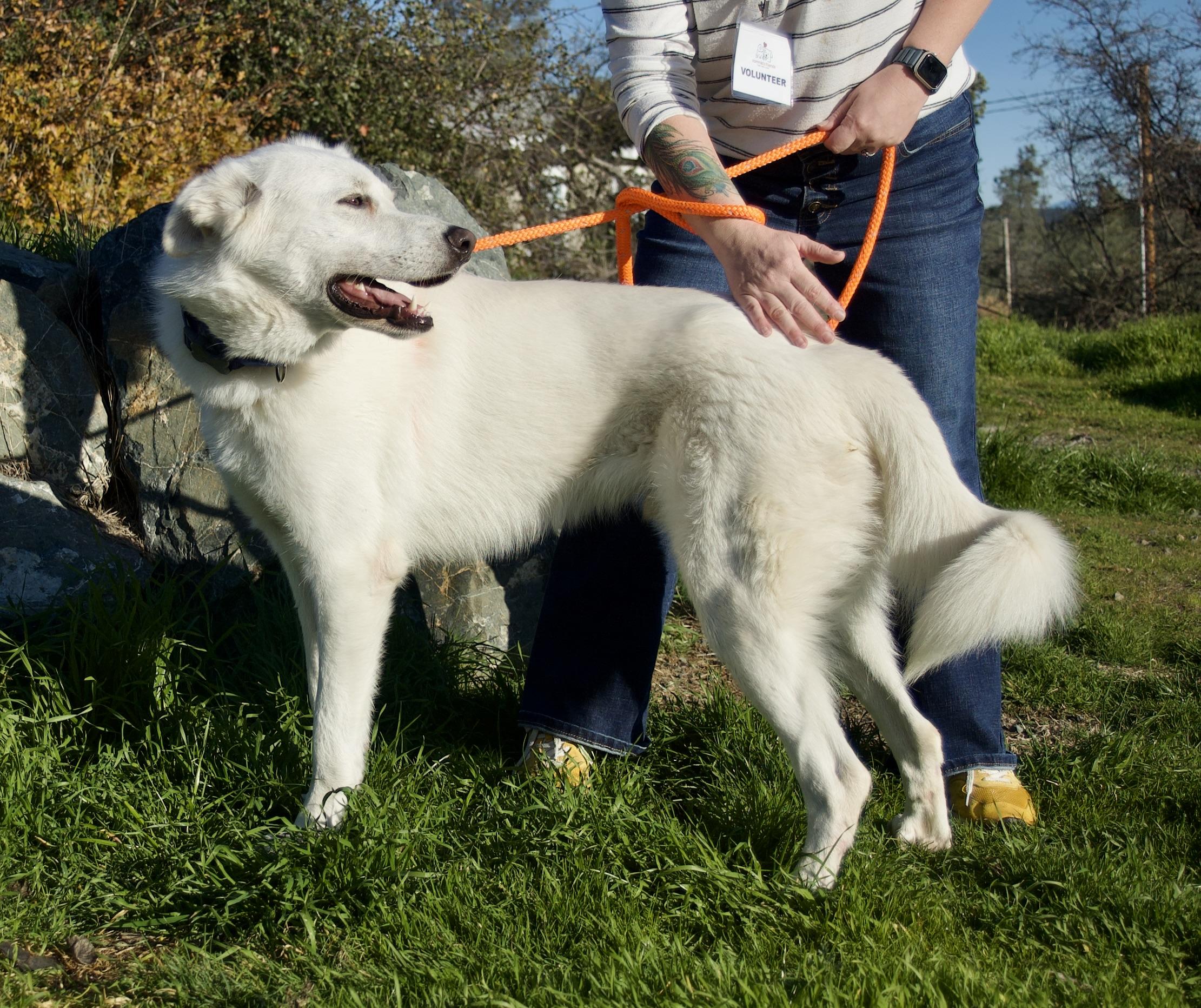 Enlarge Monk, an adoptable mixed breed in Grass Valley, CA image 2/5