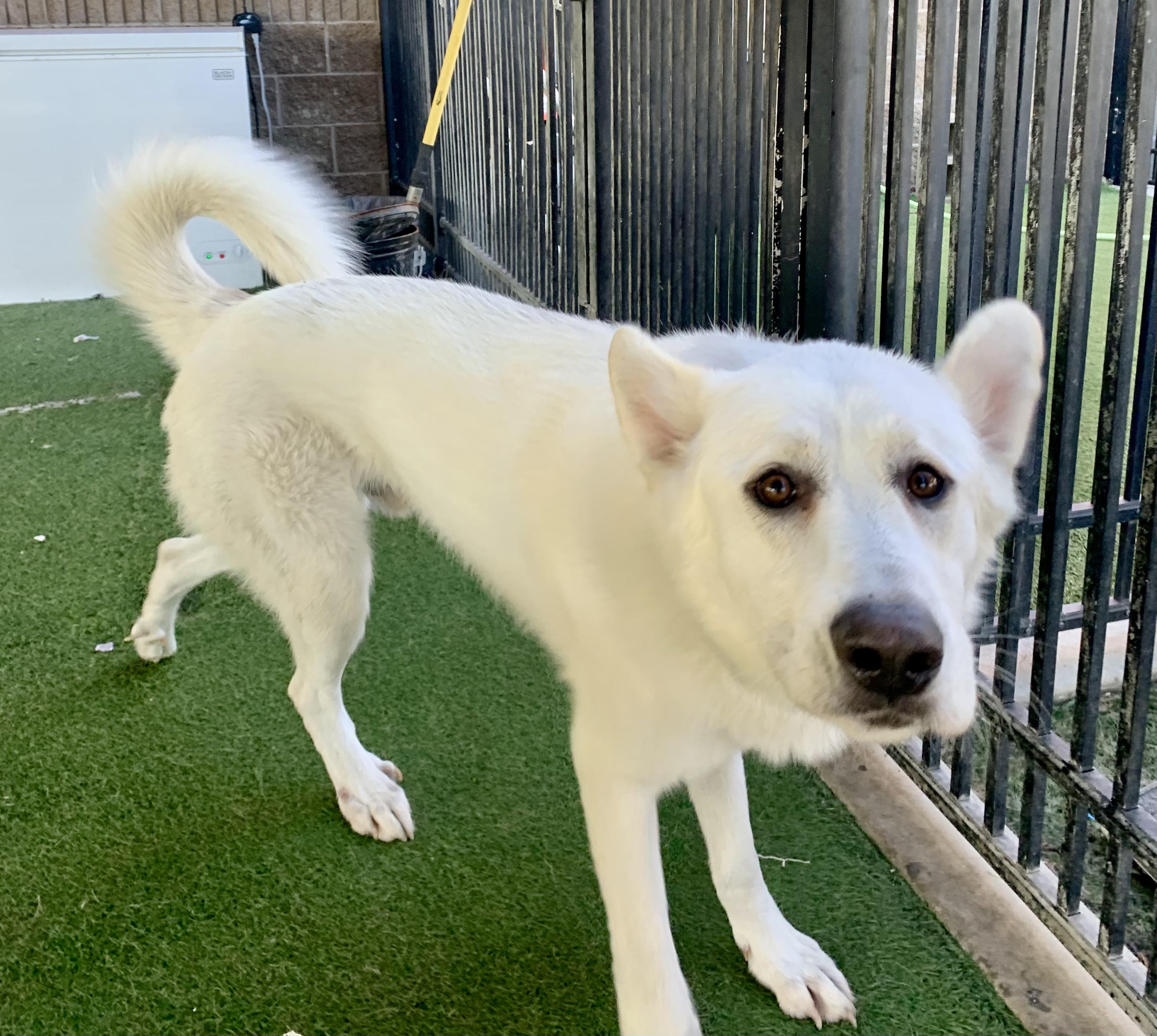 Enlarge Monk, an adoptable mixed breed in Grass Valley, CA image 3/5