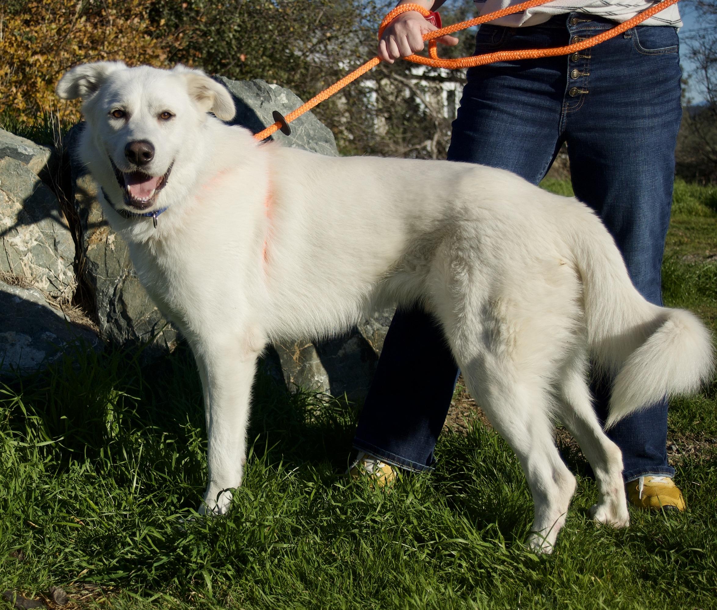 Enlarge Monk, an adoptable mixed breed in Grass Valley, CA image 4/5
