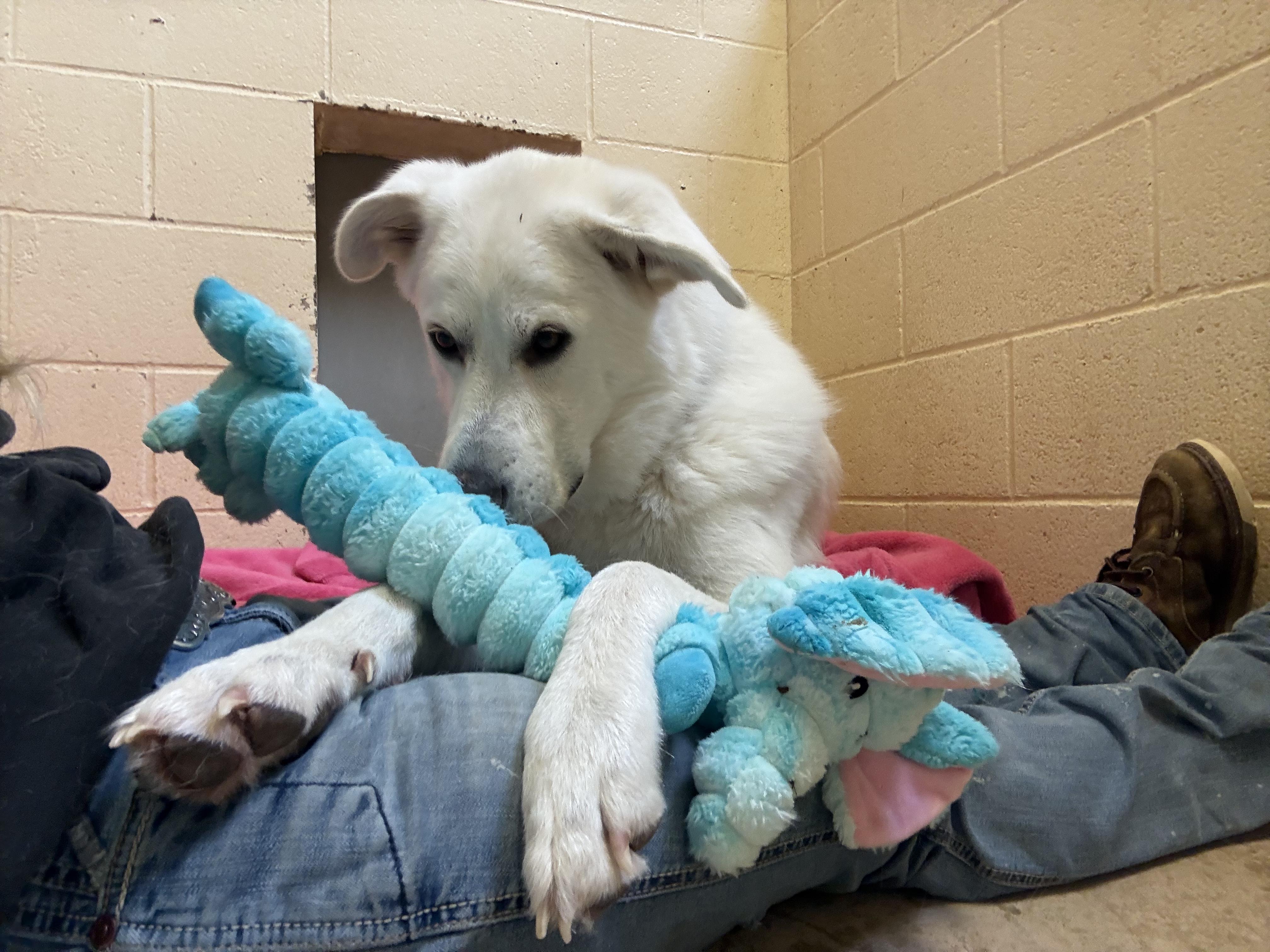 Monk, an adoptable mixed breed in Grass Valley, CA image 4/6