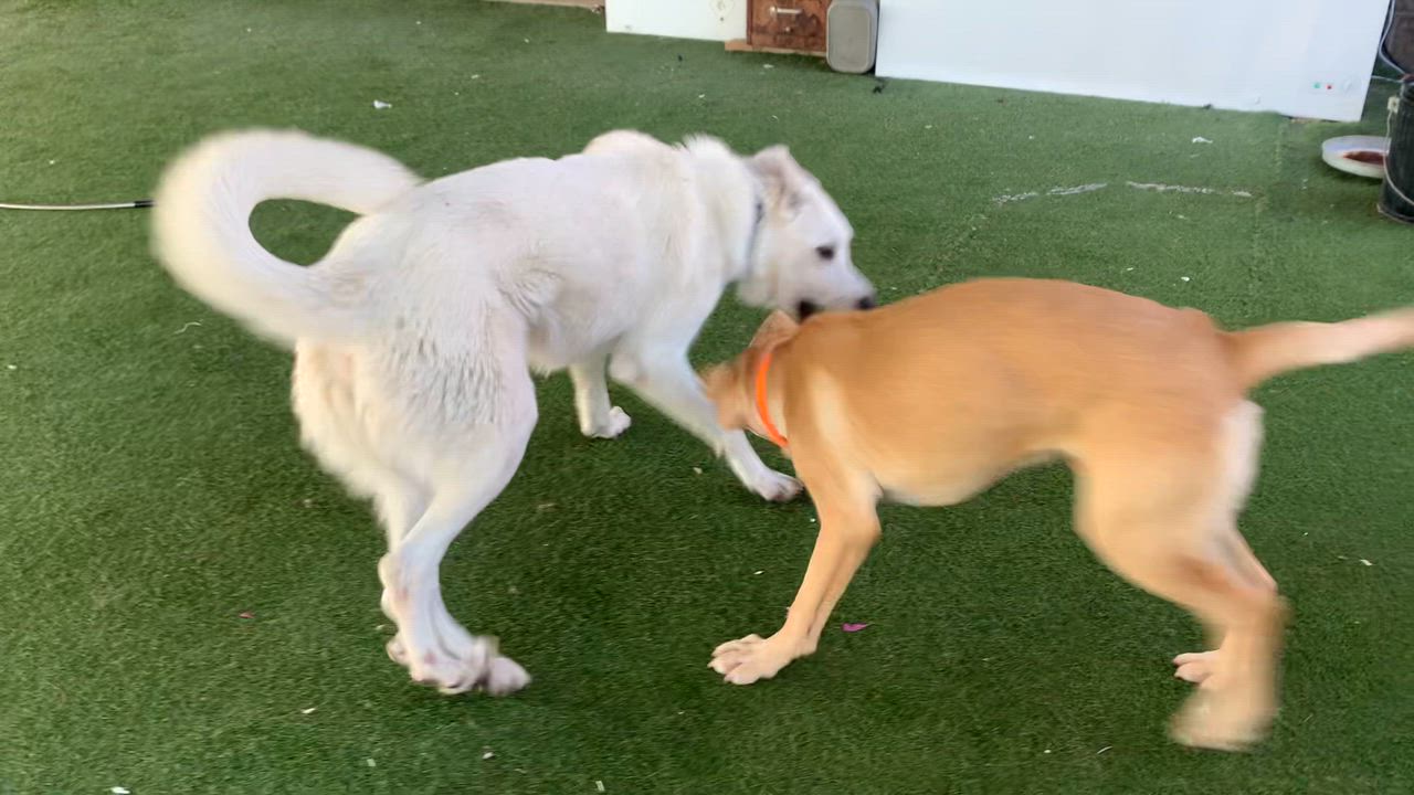 Enlarge Monk, an adoptable mixed breed in Grass Valley, CA video 5/5