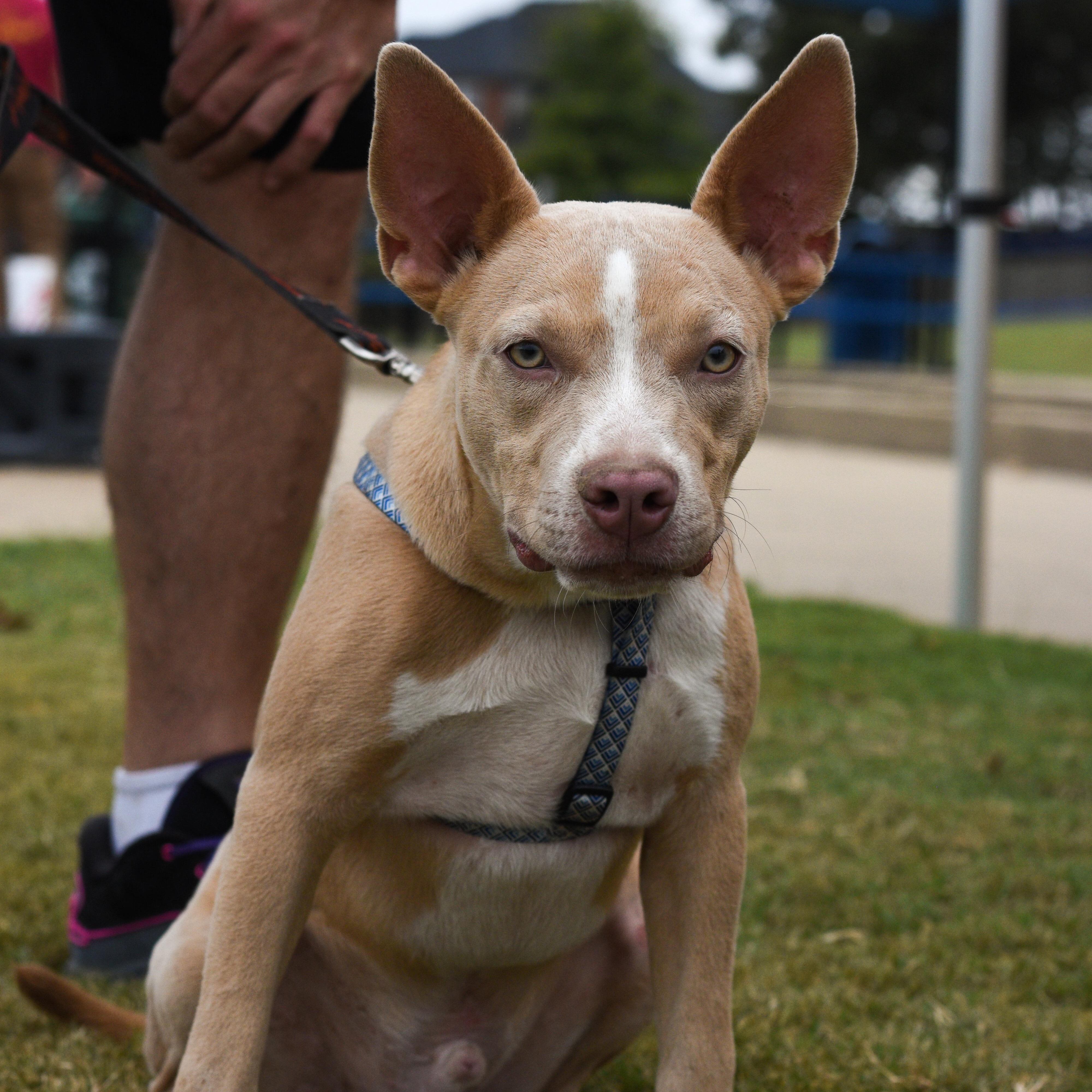Enlarge Max 2.0, a Adoptable Mixed Breed in Atoka, TN image 1/6