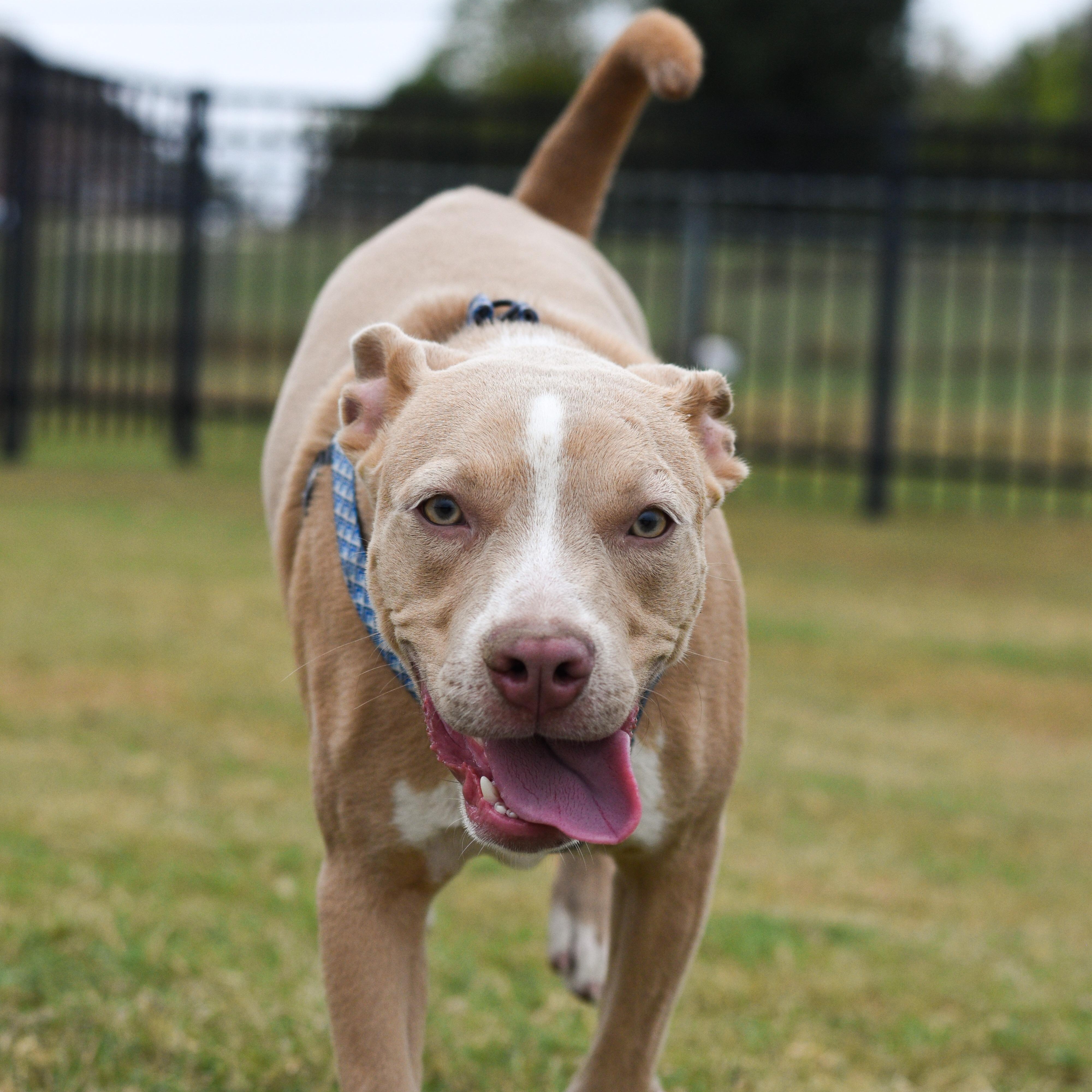 Enlarge Max 2.0, a Adoptable Mixed Breed in Atoka, TN image 3/6