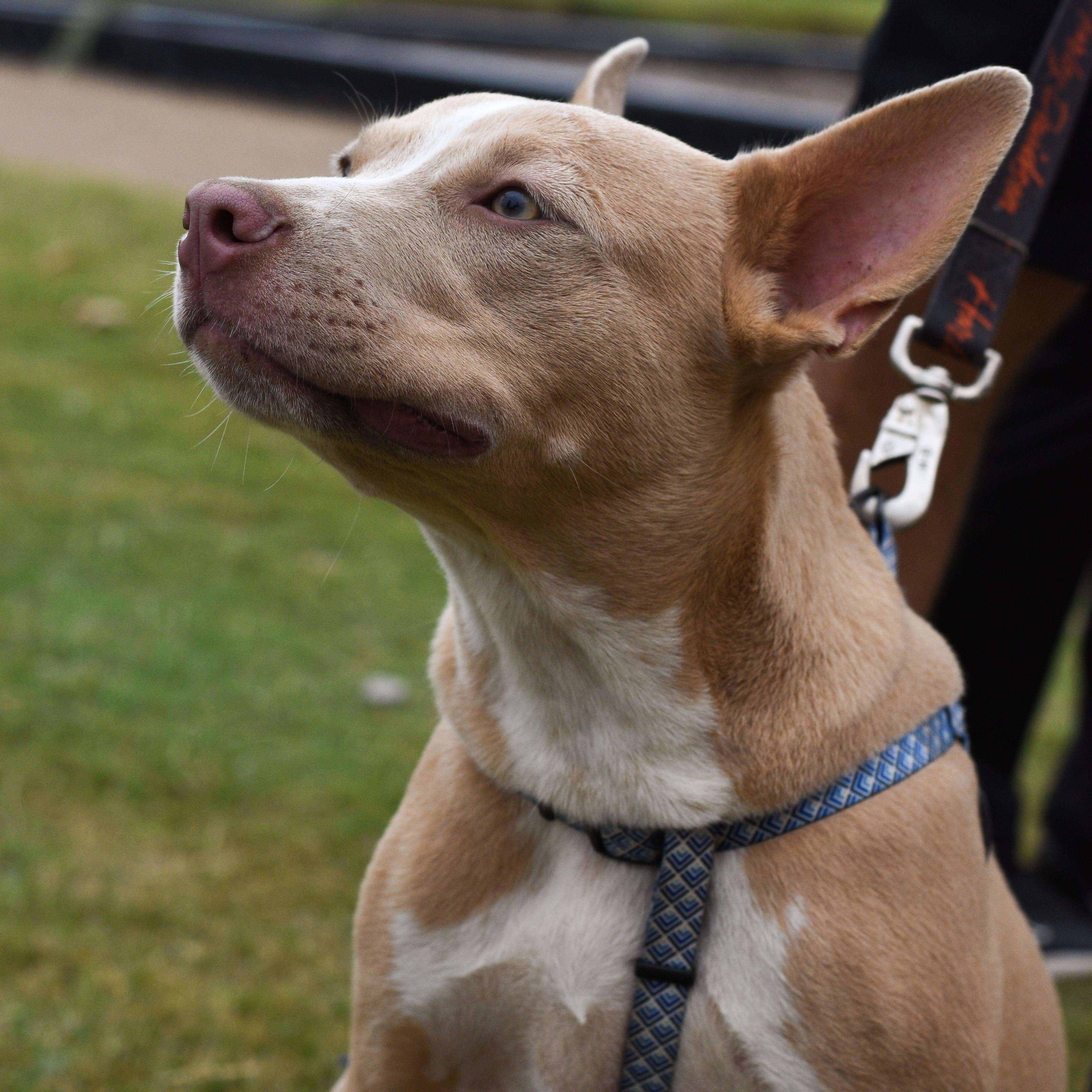 Enlarge Max 2.0, a Adoptable Mixed Breed in Atoka, TN image 5/6