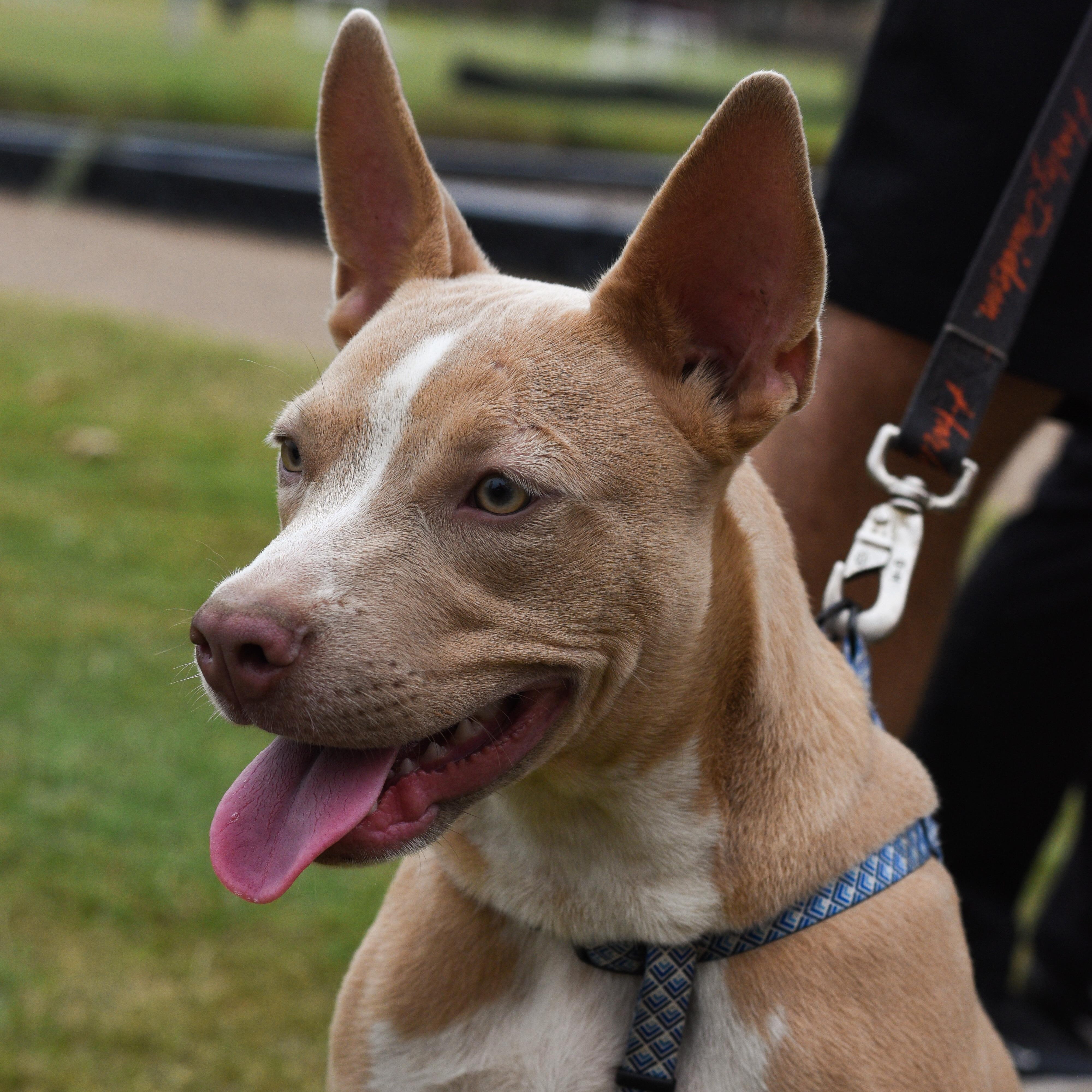 Enlarge Max 2.0, a Adoptable Mixed Breed in Atoka, TN image 2/6