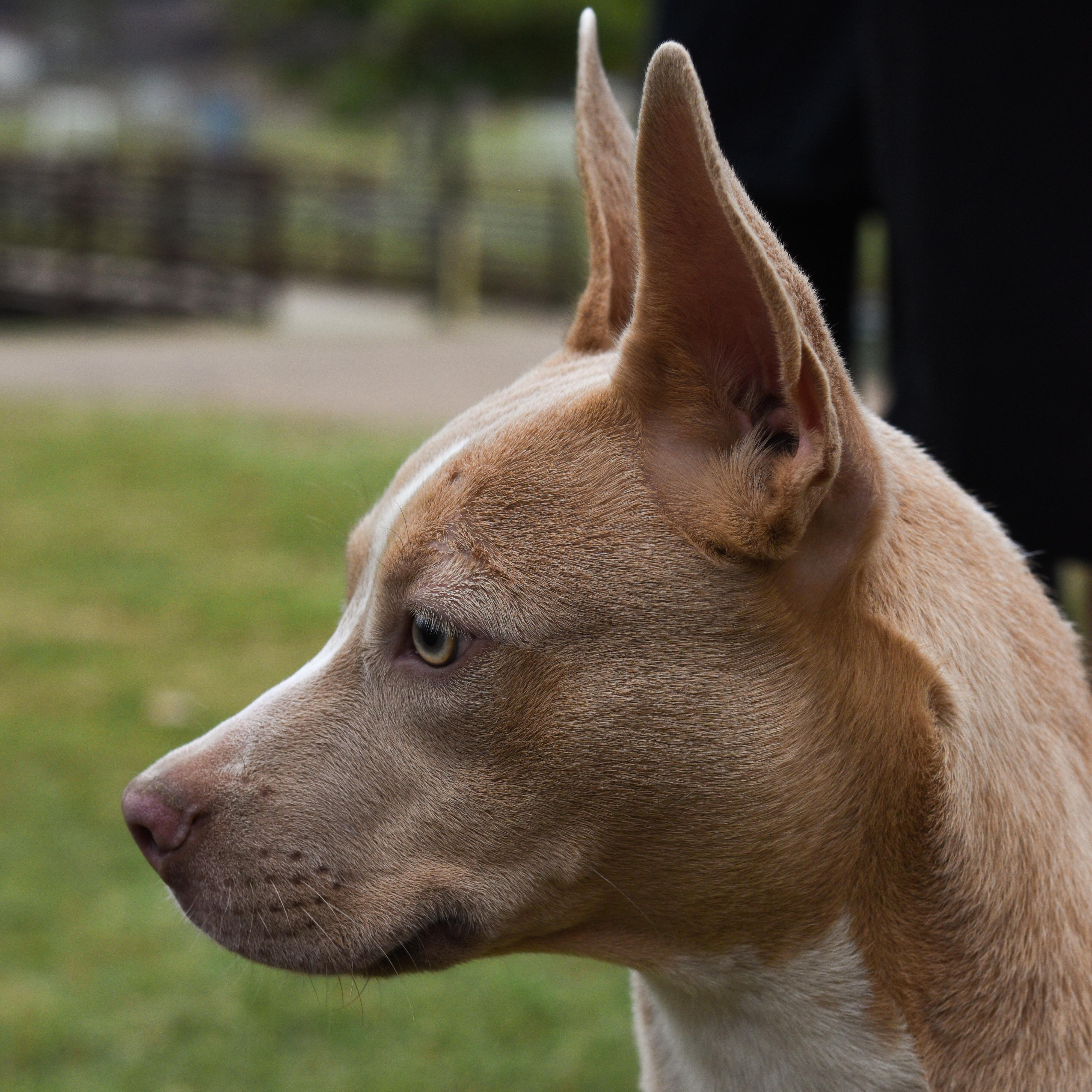 Enlarge Max 2.0, a Adoptable Mixed Breed in Atoka, TN image 4/6