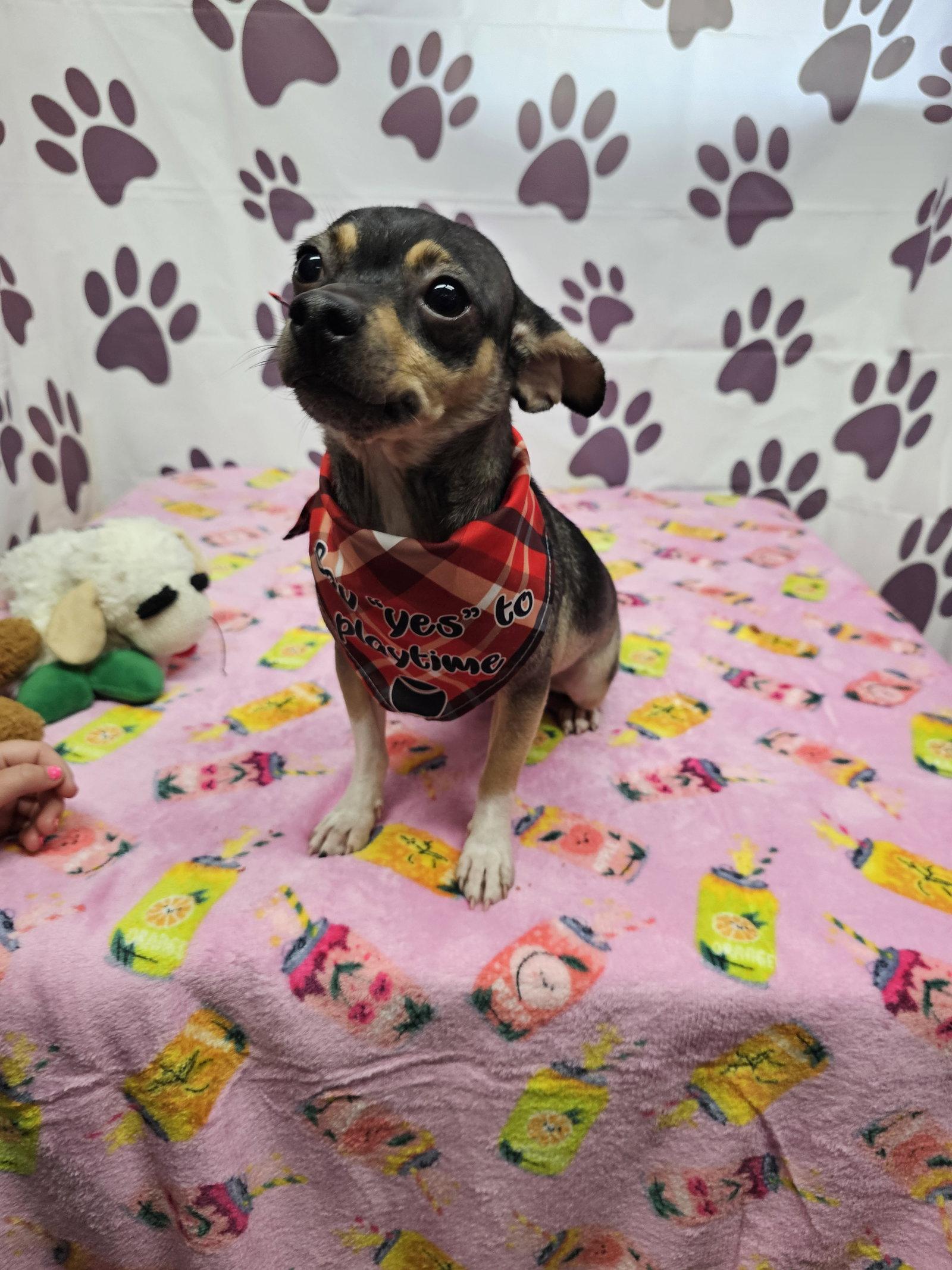 Bruce, Adoptable, Adult Male Chihuahua.