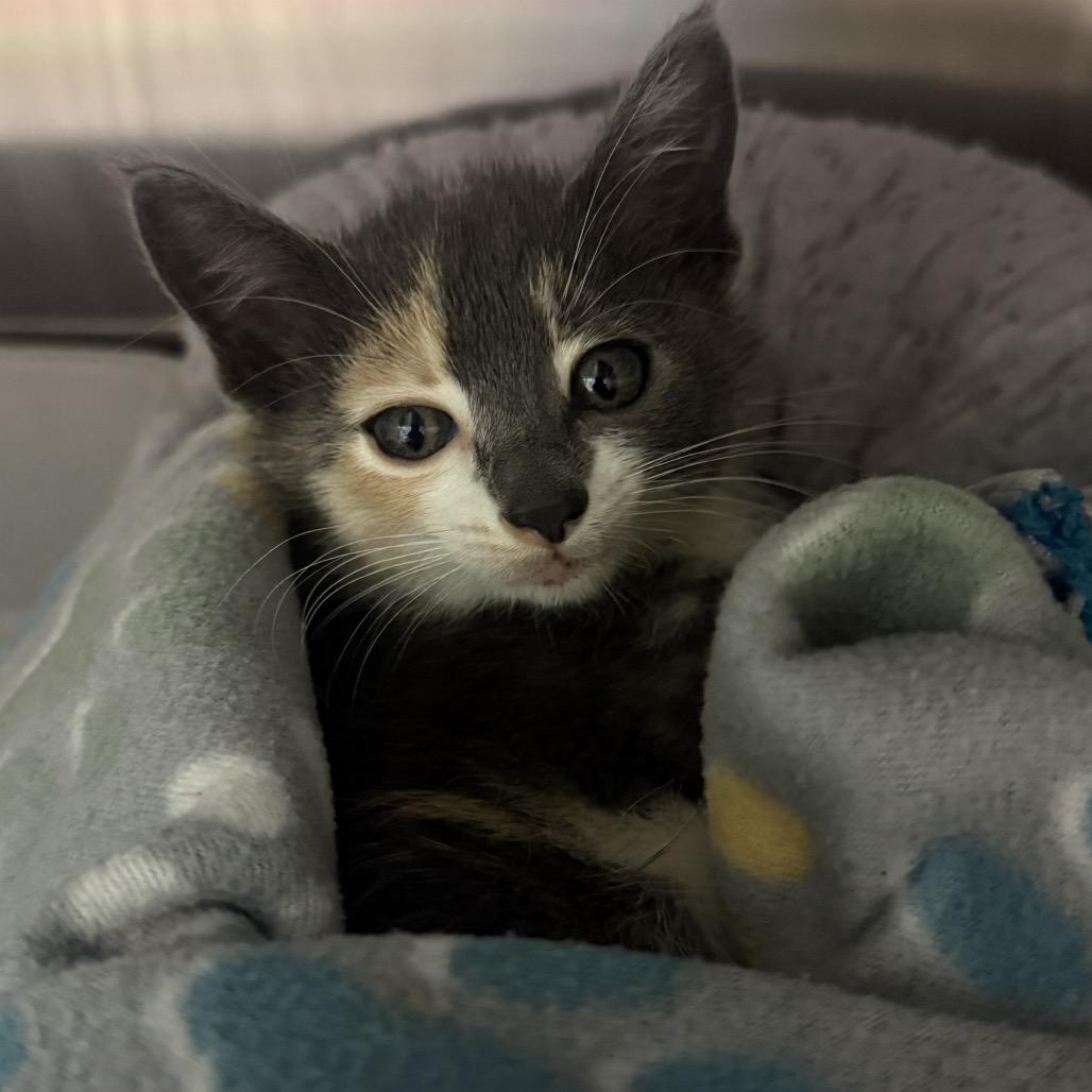 Tsunami, Adoptable, Kitten Female Domestic Short Hair.