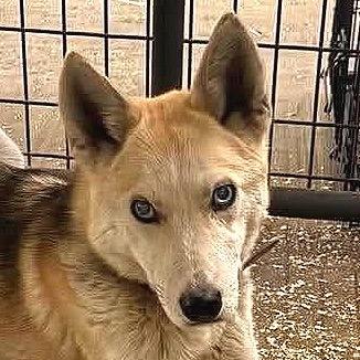 Betty, Adoptable, Young Female Husky & Mixed Breed.