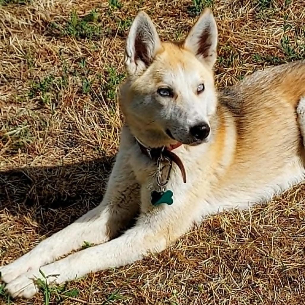Betty, a Adoptable mixed breed in TONASKET, WA image 2/4