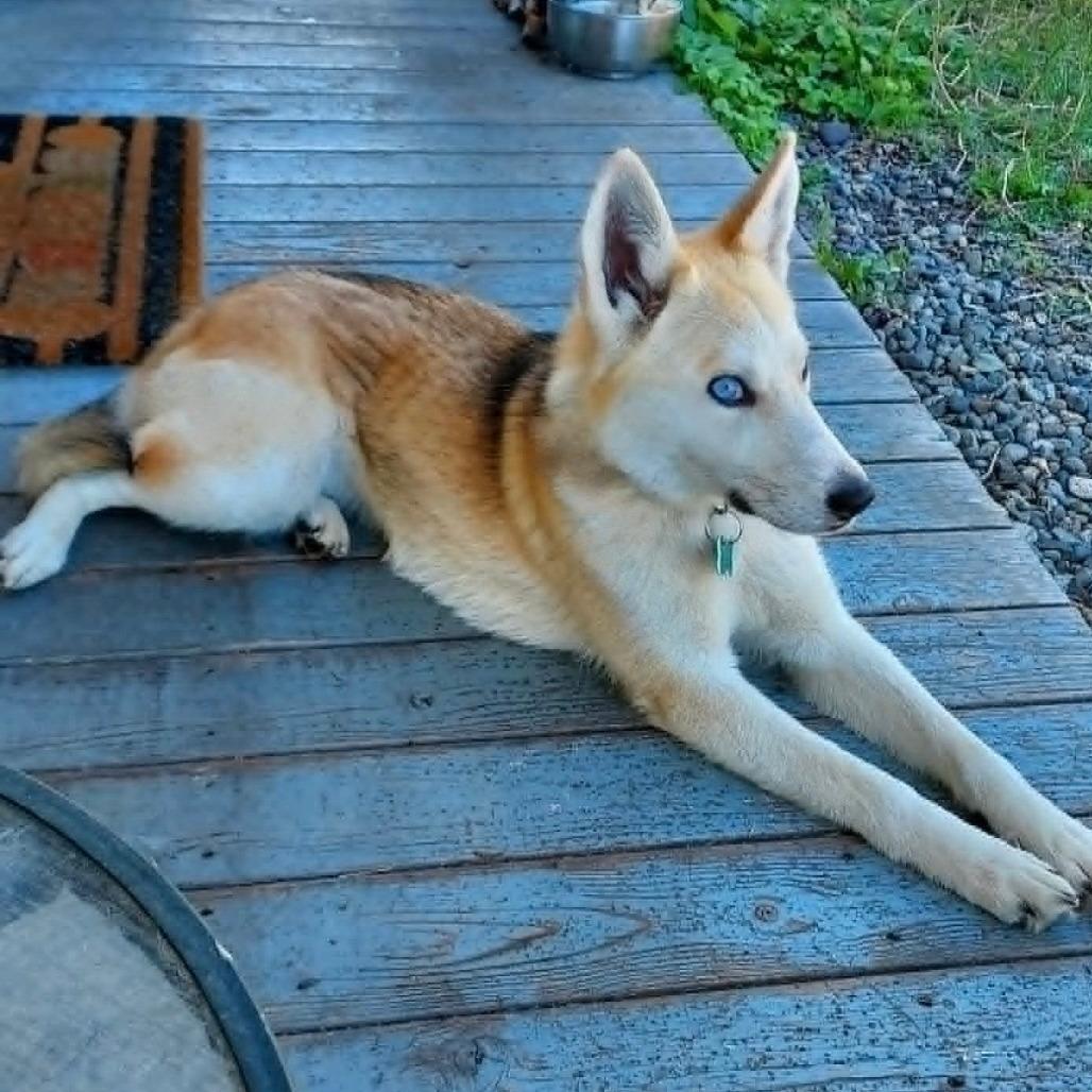 Betty, a Adoptable mixed breed in TONASKET, WA image 3/4