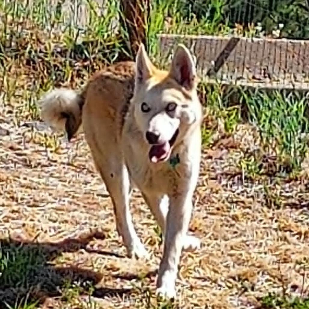 Betty, a Adoptable mixed breed in TONASKET, WA image 4/4