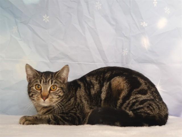 PURRONICA, Adoptable, Young Female Domestic Short Hair & Domestic Short Hair.