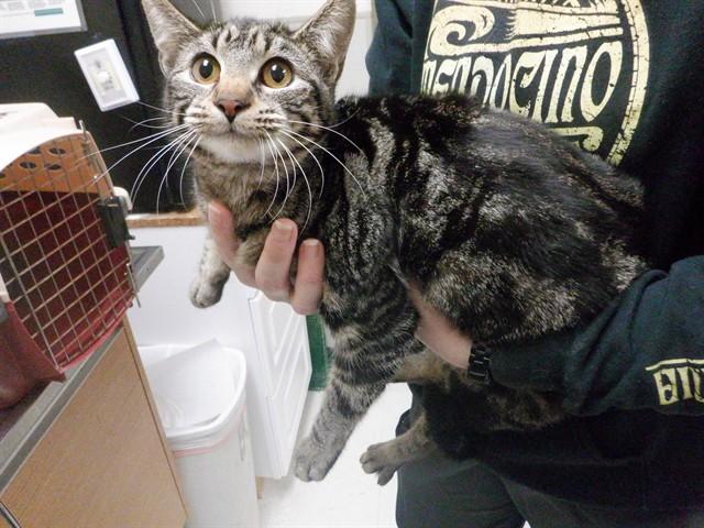 PURRONICA, Adoptable, Young Female Domestic Short Hair & Domestic Short Hair.