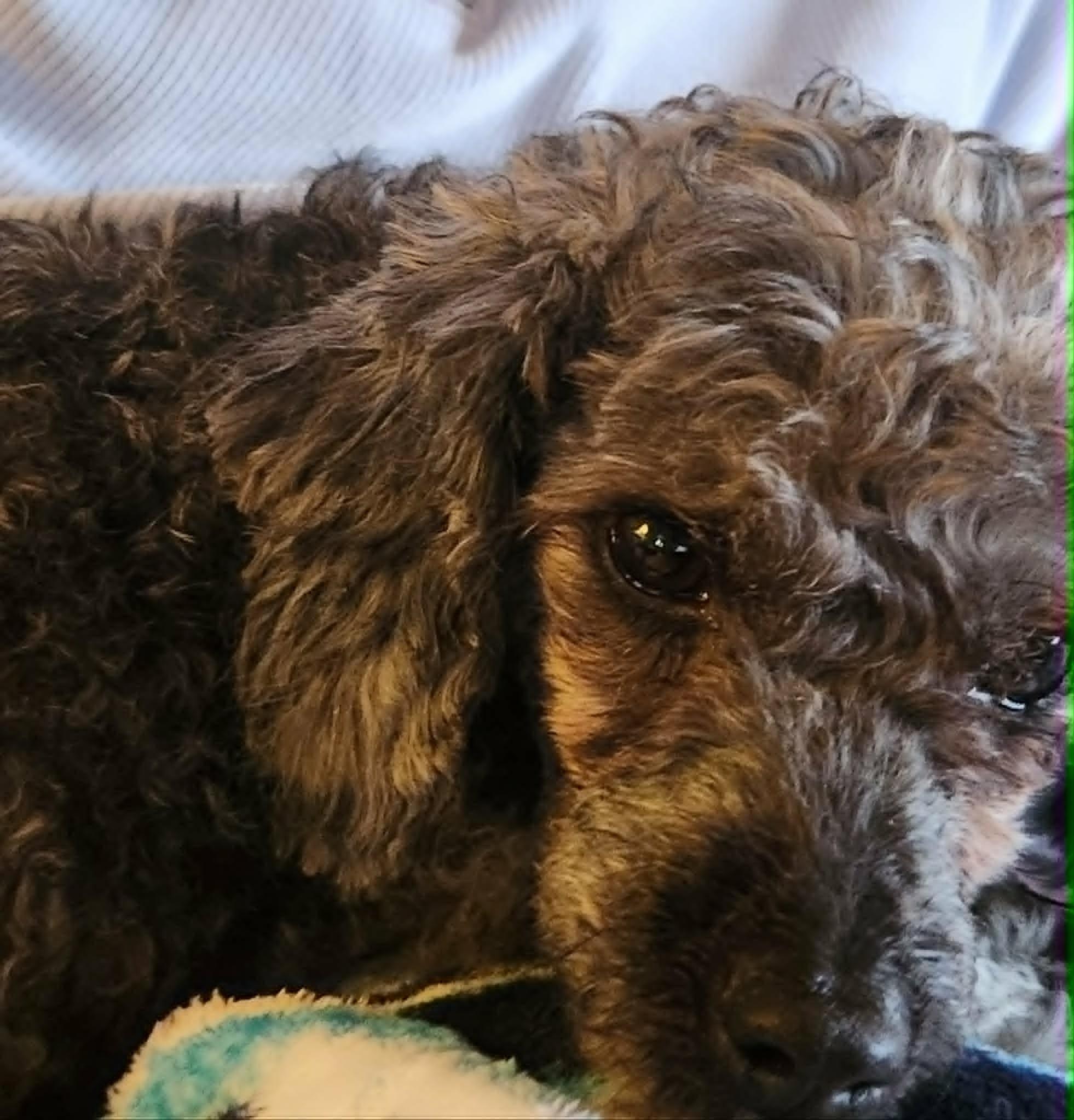 Franny, a Adoptable mixed breed in Calgary, AB image 3/6