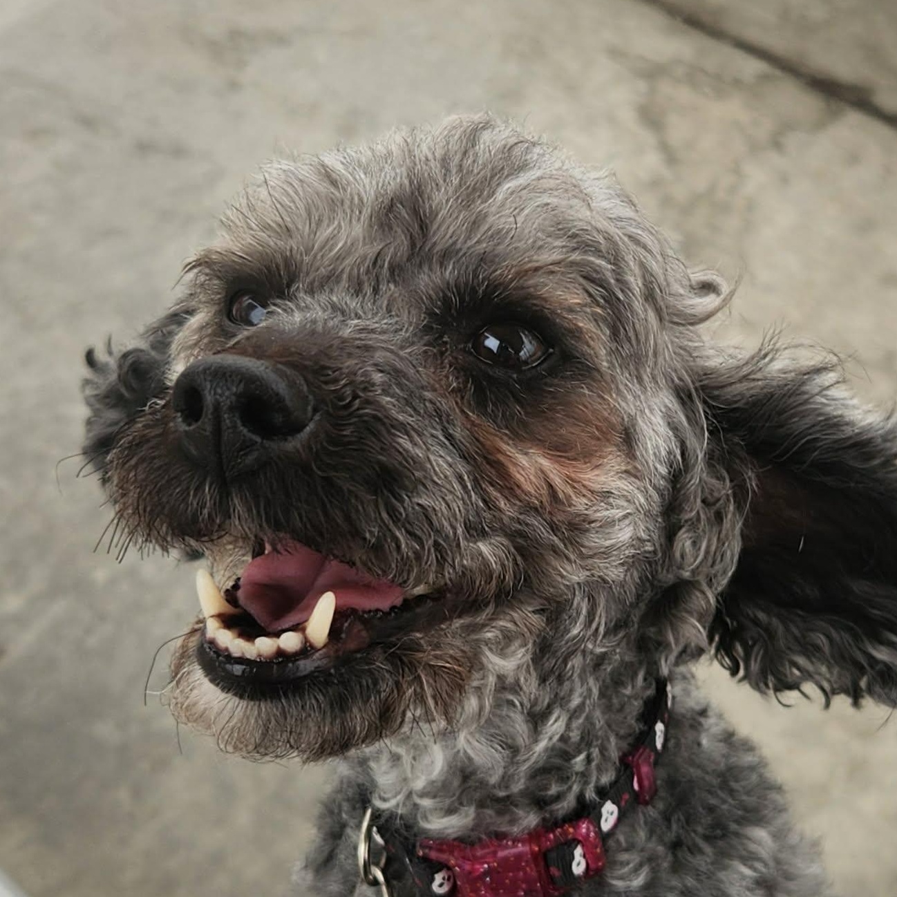 Franny, Adoptable, Adult Female Poodle.