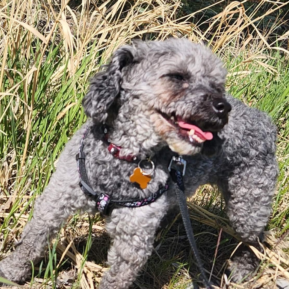 Franny, a Adoptable mixed breed in Calgary, AB image 2/6
