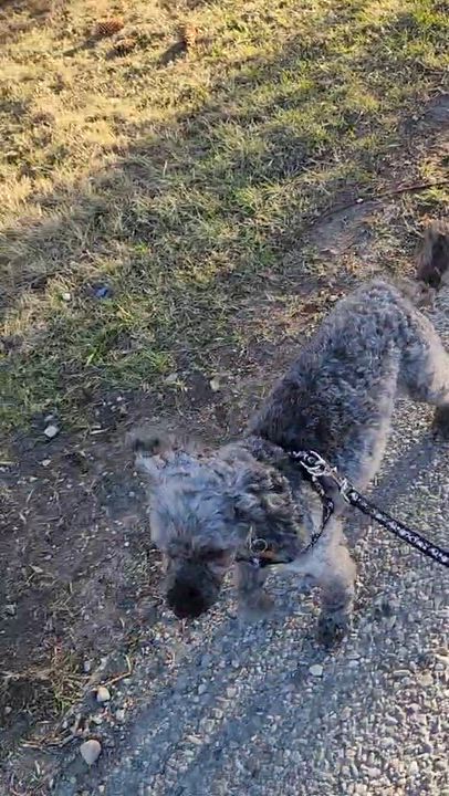 Enlarge Franny, a Adoptable mixed breed in Calgary, AB video 4/6