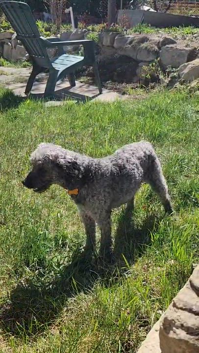 Enlarge Franny, a Adoptable mixed breed in Calgary, AB video 6/6