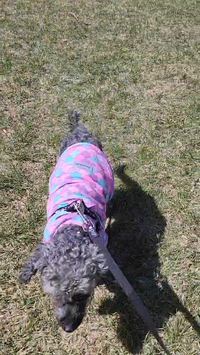 Enlarge Franny, a Adoptable mixed breed in Calgary, AB video 5/6