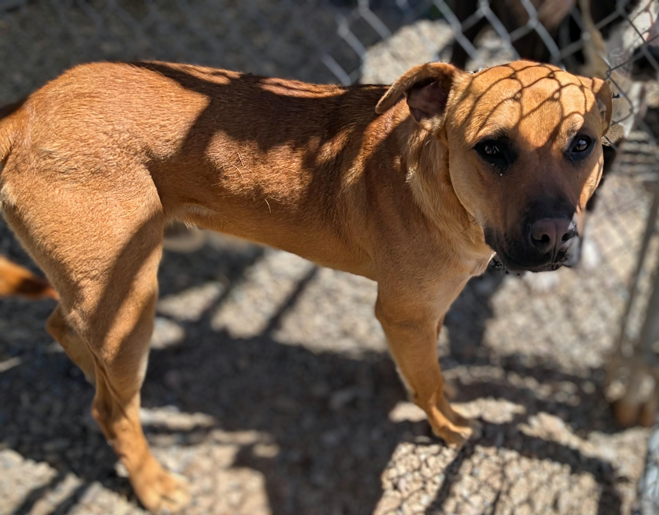 Freeman, an adoptable Pit Bull Terrier, Labrador Retriever in Riverton, WY, 82501 | Photo Image 1