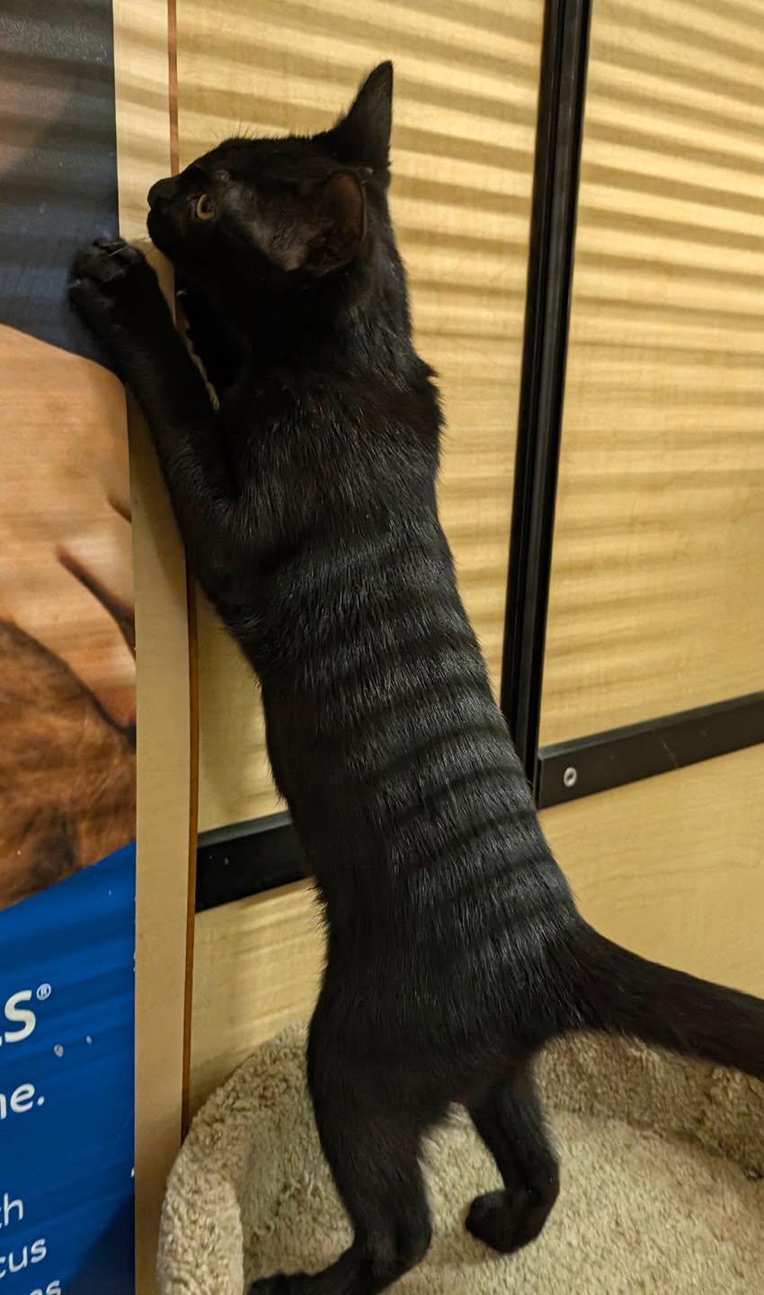 Enlarge Bean, a Adoptable Domestic Short Hair in Noblesville, IN image 2/6