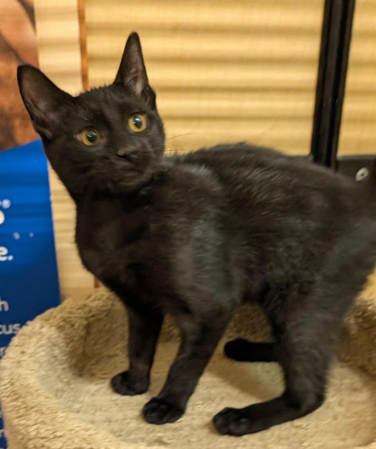 Enlarge Bean, a Adoptable Domestic Short Hair in Noblesville, IN image 1/6