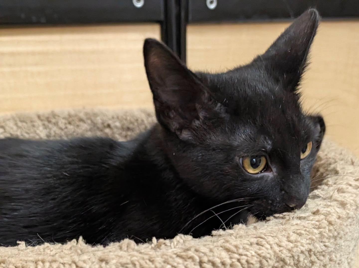 Enlarge Bean, a Adoptable Domestic Short Hair in Noblesville, IN image 4/6