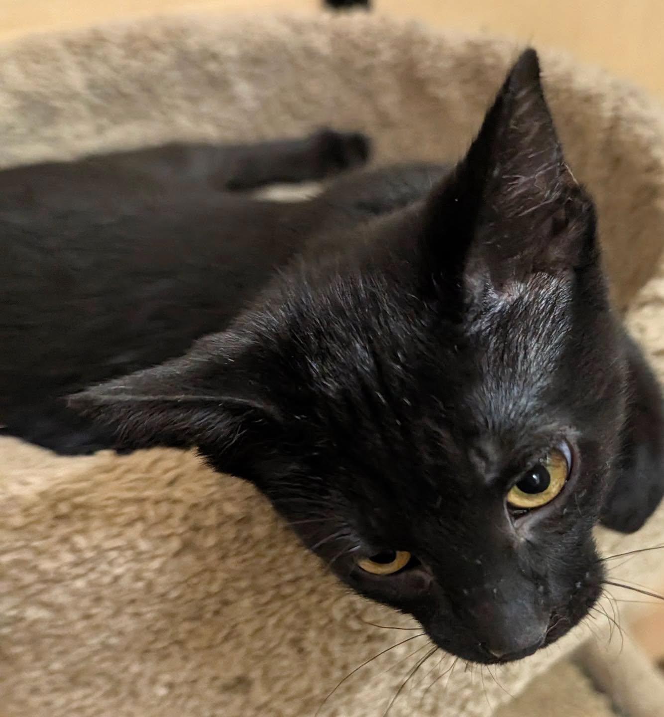 Enlarge Bean, a Adoptable Domestic Short Hair in Noblesville, IN image 3/6