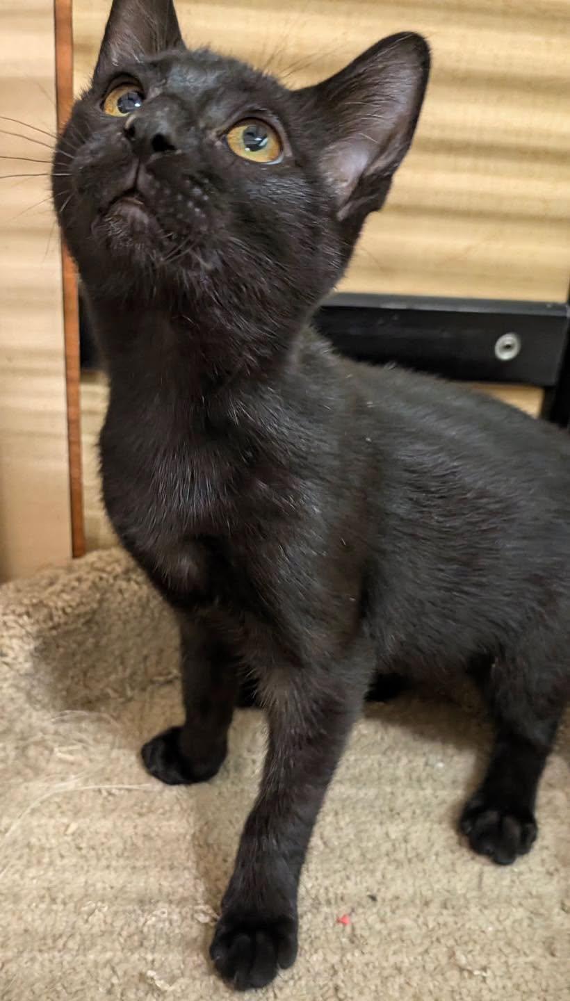 Enlarge Bean, a Adoptable Domestic Short Hair in Noblesville, IN image 6/6