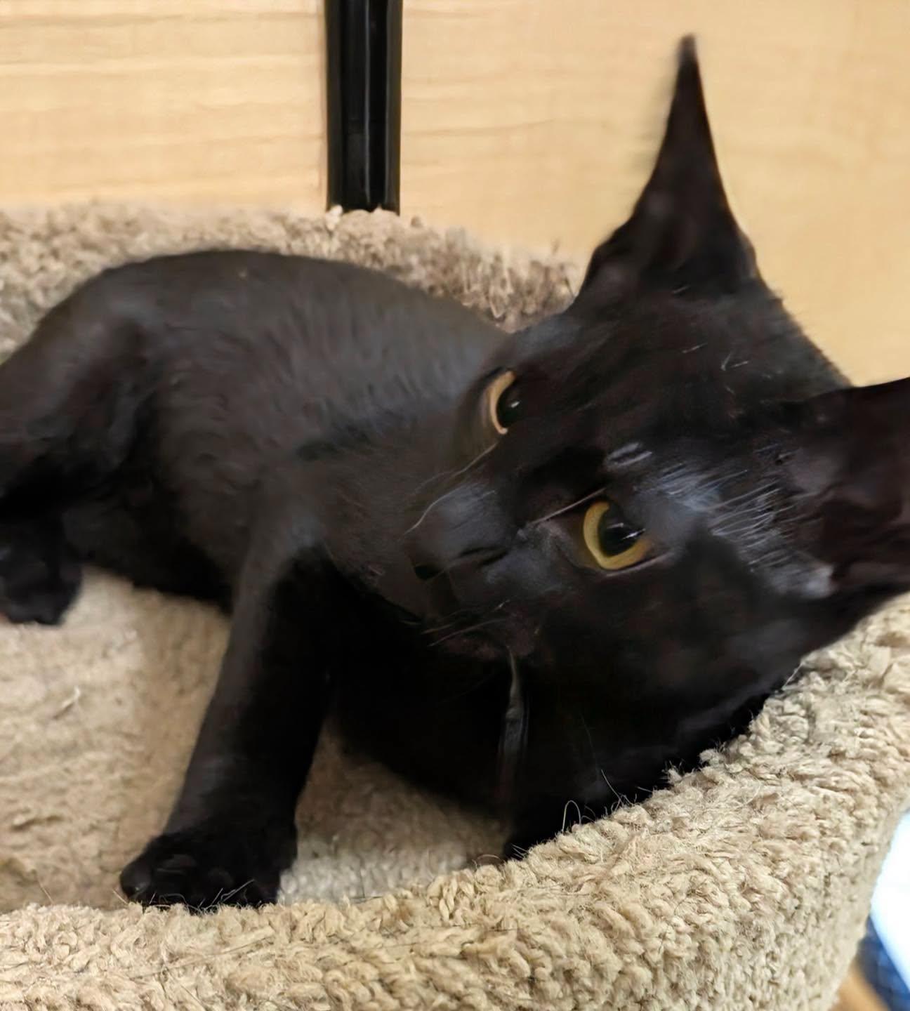 Enlarge Bean, a Adoptable Domestic Short Hair in Noblesville, IN image 5/6
