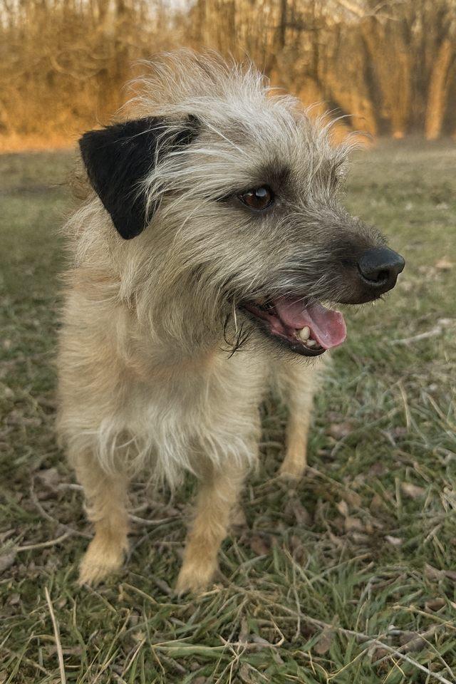 Fooshi #0079, a ADOPTABLE mixed breed in Waldorf, MD image 2/2