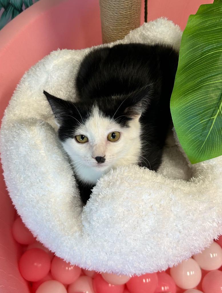 Enlarge Diamond, an adopted Domestic Short Hair in Cortland, OH image 3/4