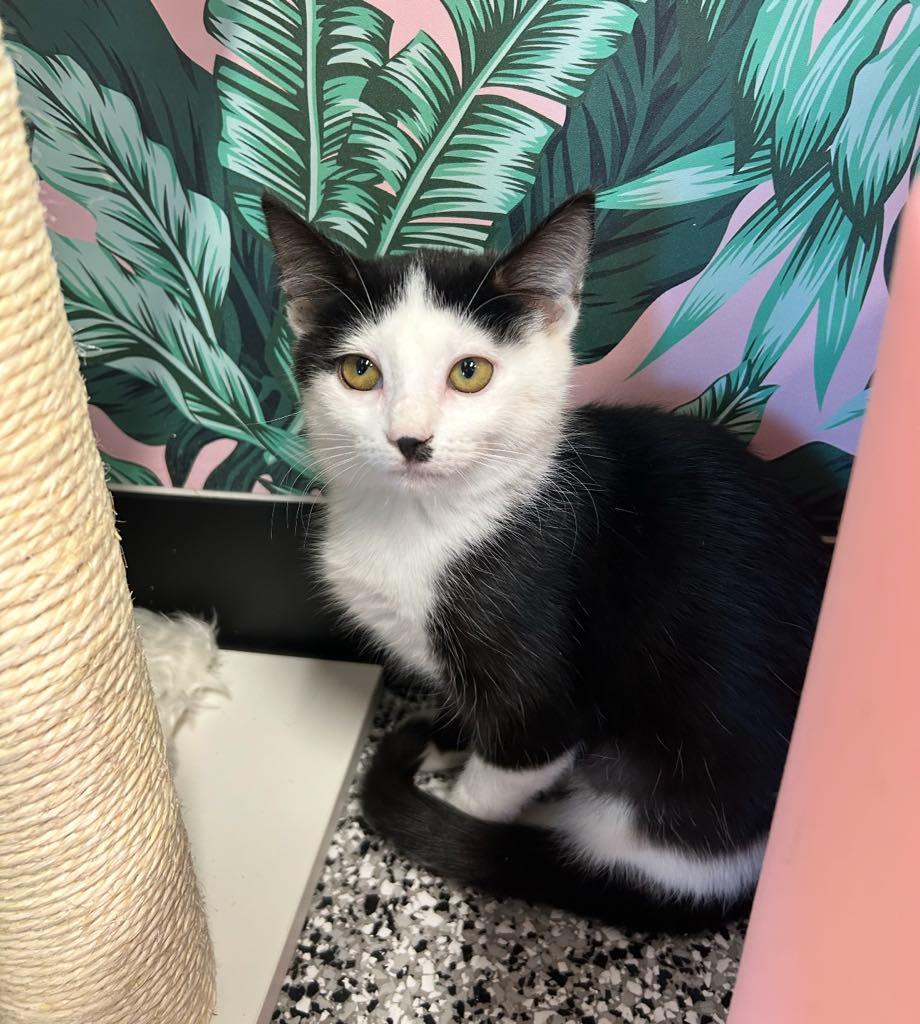 Enlarge Diamond, an adopted Domestic Short Hair in Cortland, OH image 4/4