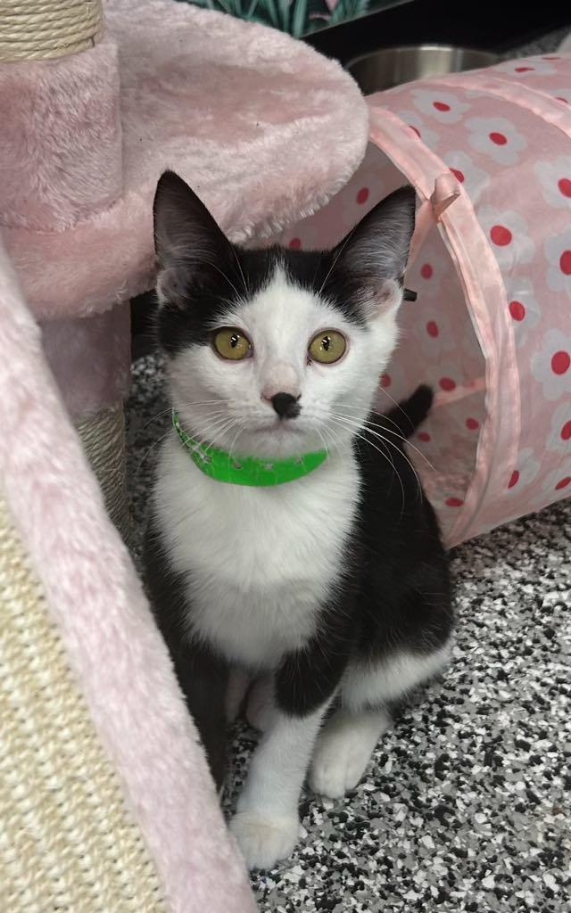 Enlarge Diamond, an adopted Domestic Short Hair in Cortland, OH image 1/4