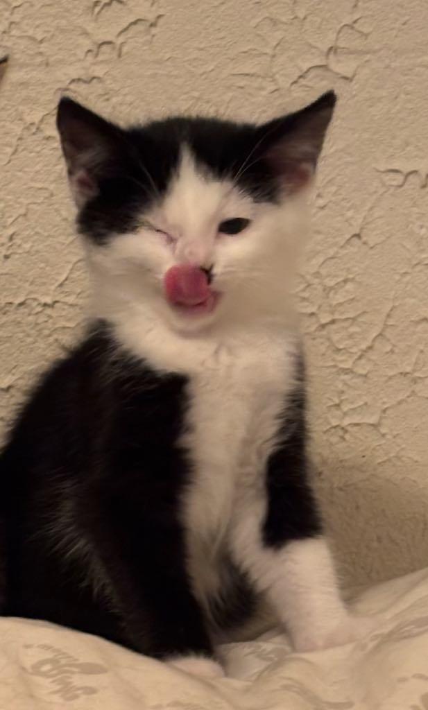 Enlarge Diamond, a Adoptable Domestic Short Hair in Cortland, OH image 1/1