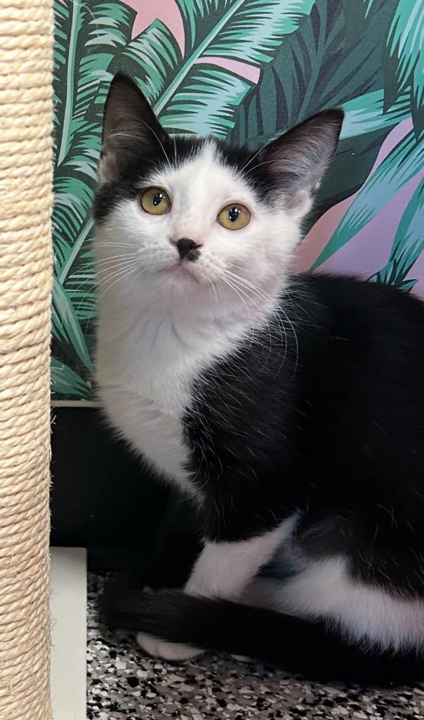 Enlarge Diamond, an adopted Domestic Short Hair in Cortland, OH image 2/4