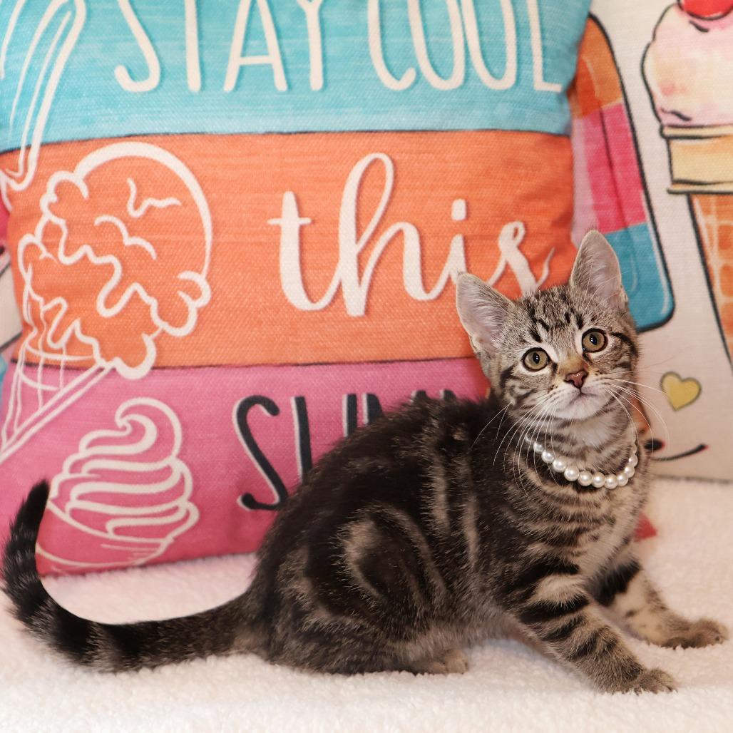 Enlarge Clove, a Adoptable Domestic Short Hair in FAIRWAY, KS image 1/6