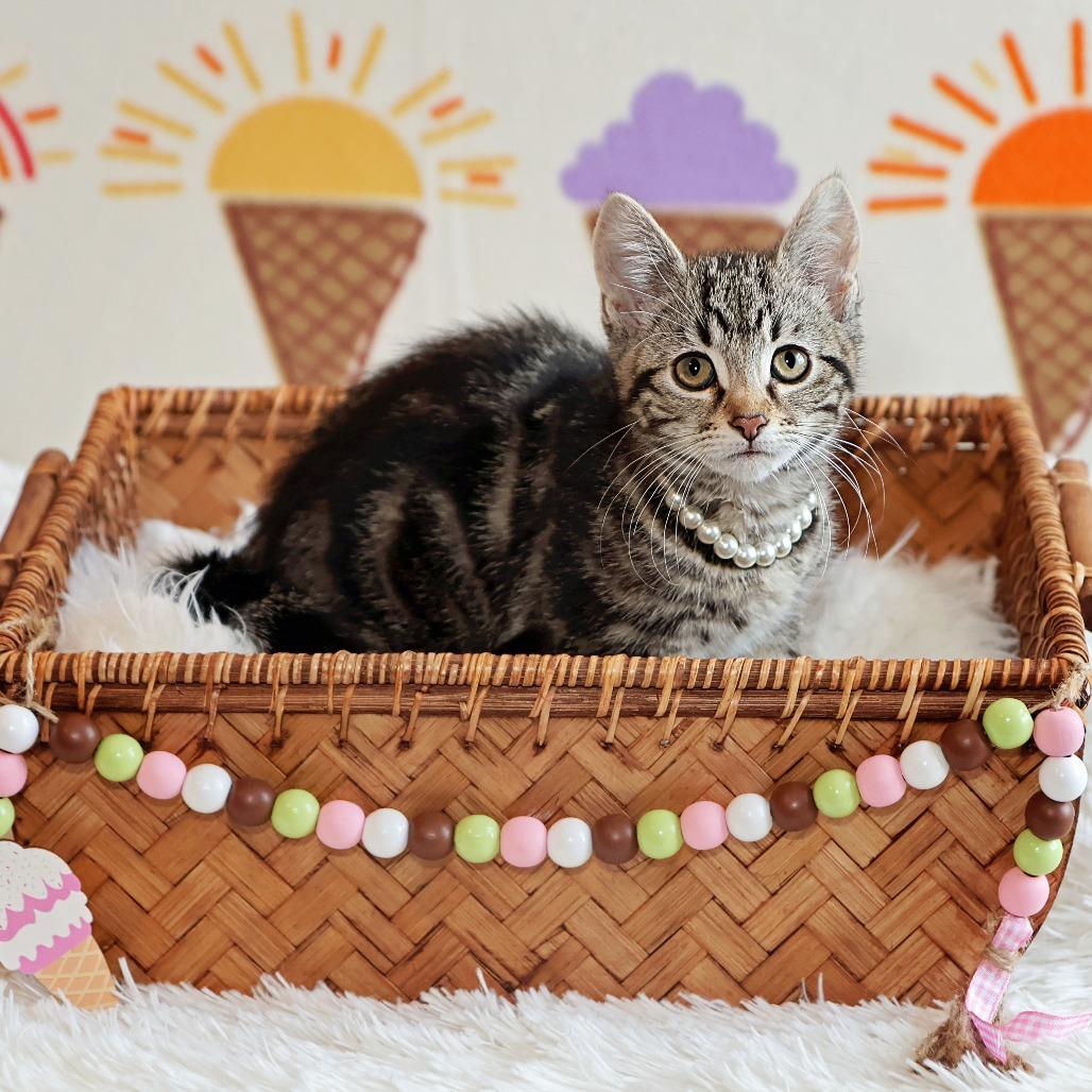 Enlarge Clove, a Adoptable Domestic Short Hair in FAIRWAY, KS image 2/6