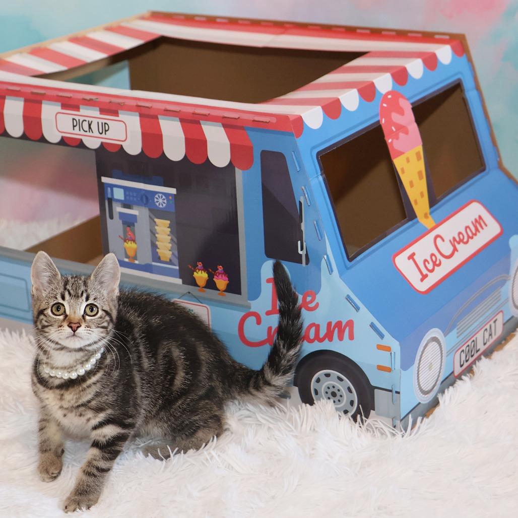 Enlarge Clove, a Adoptable Domestic Short Hair in FAIRWAY, KS image 4/6