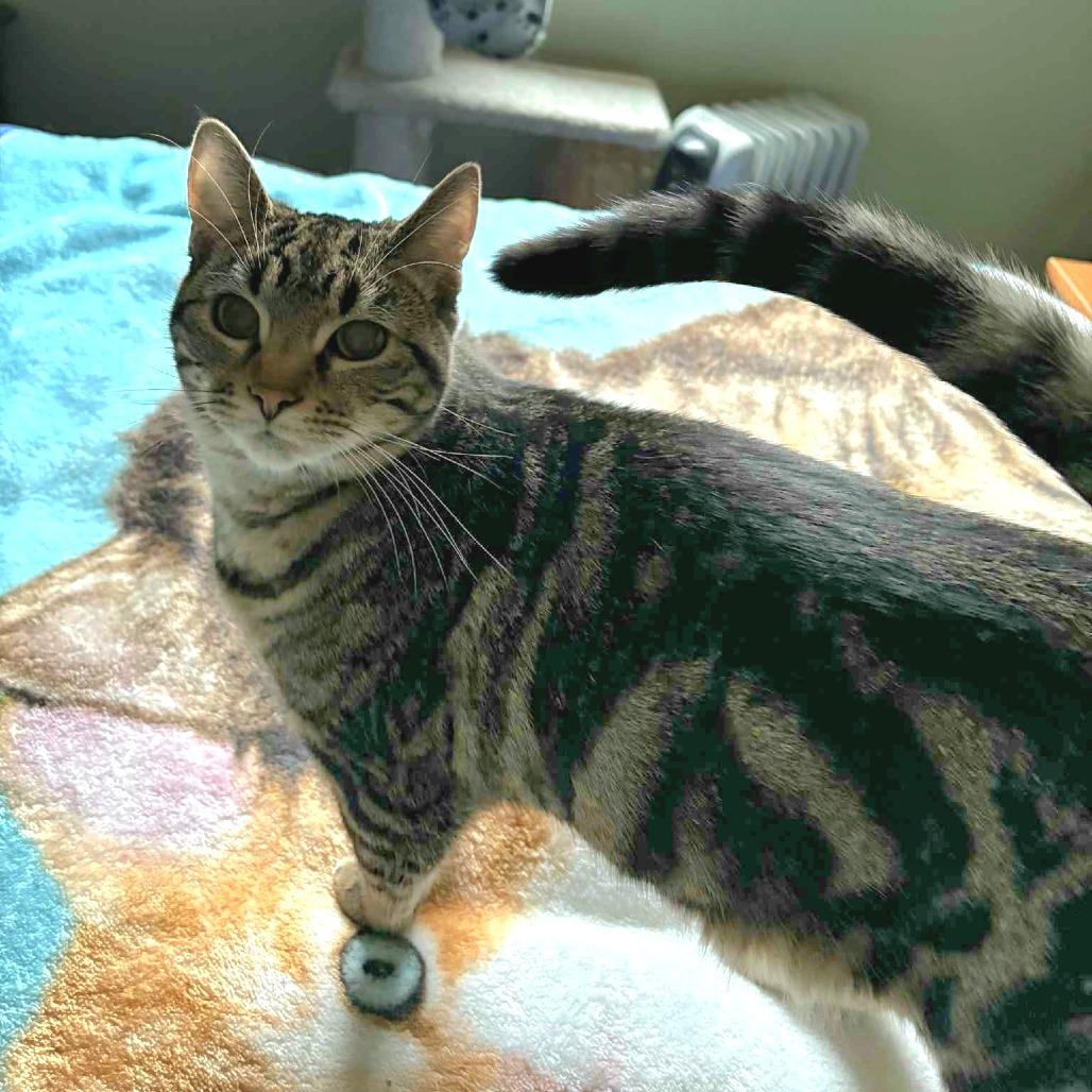 Enlarge Clove, a Adoptable Domestic Short Hair in FAIRWAY, KS image 6/6