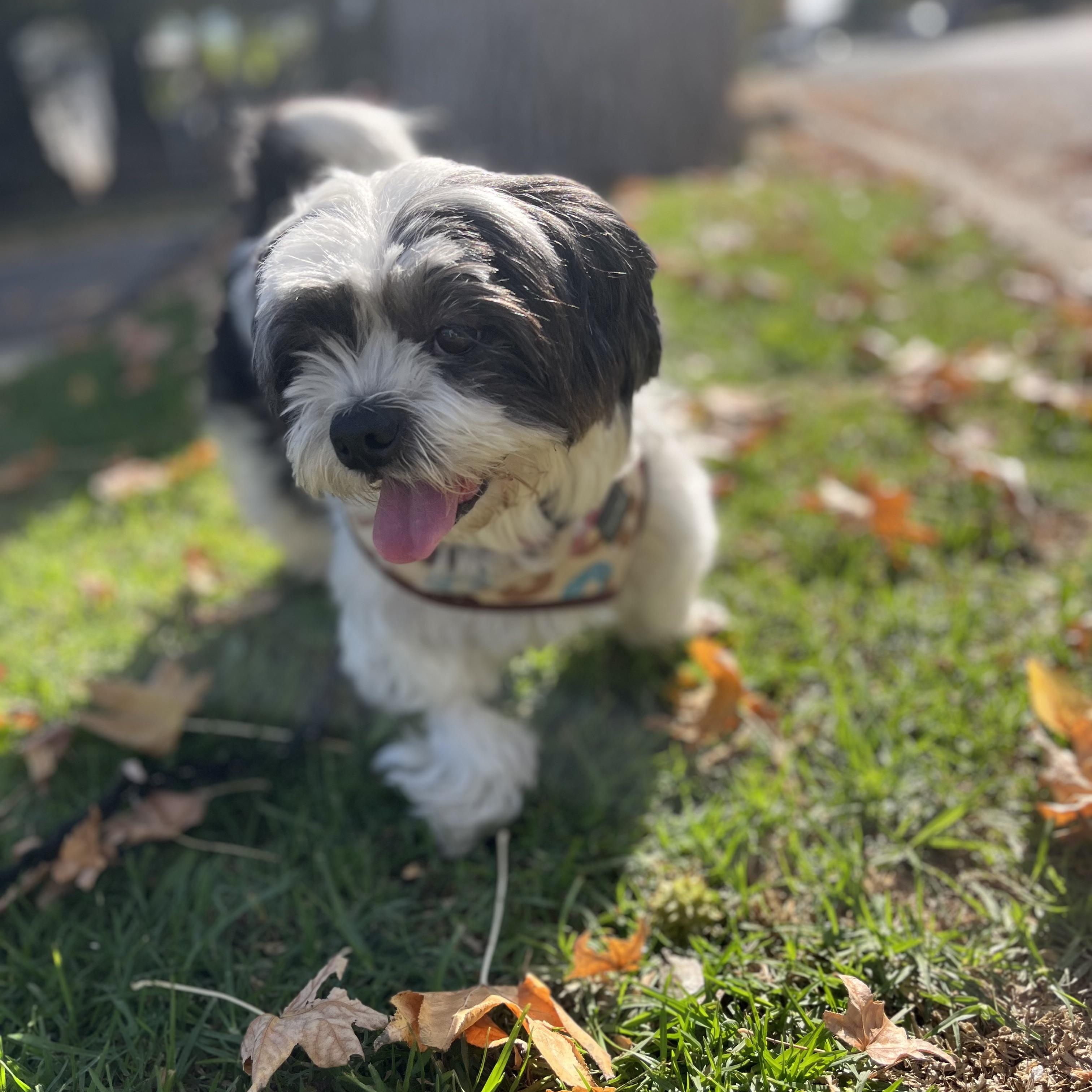 Enlarge Mila, a Adoptable mixed breed in Los Angeles, CA image 2/6