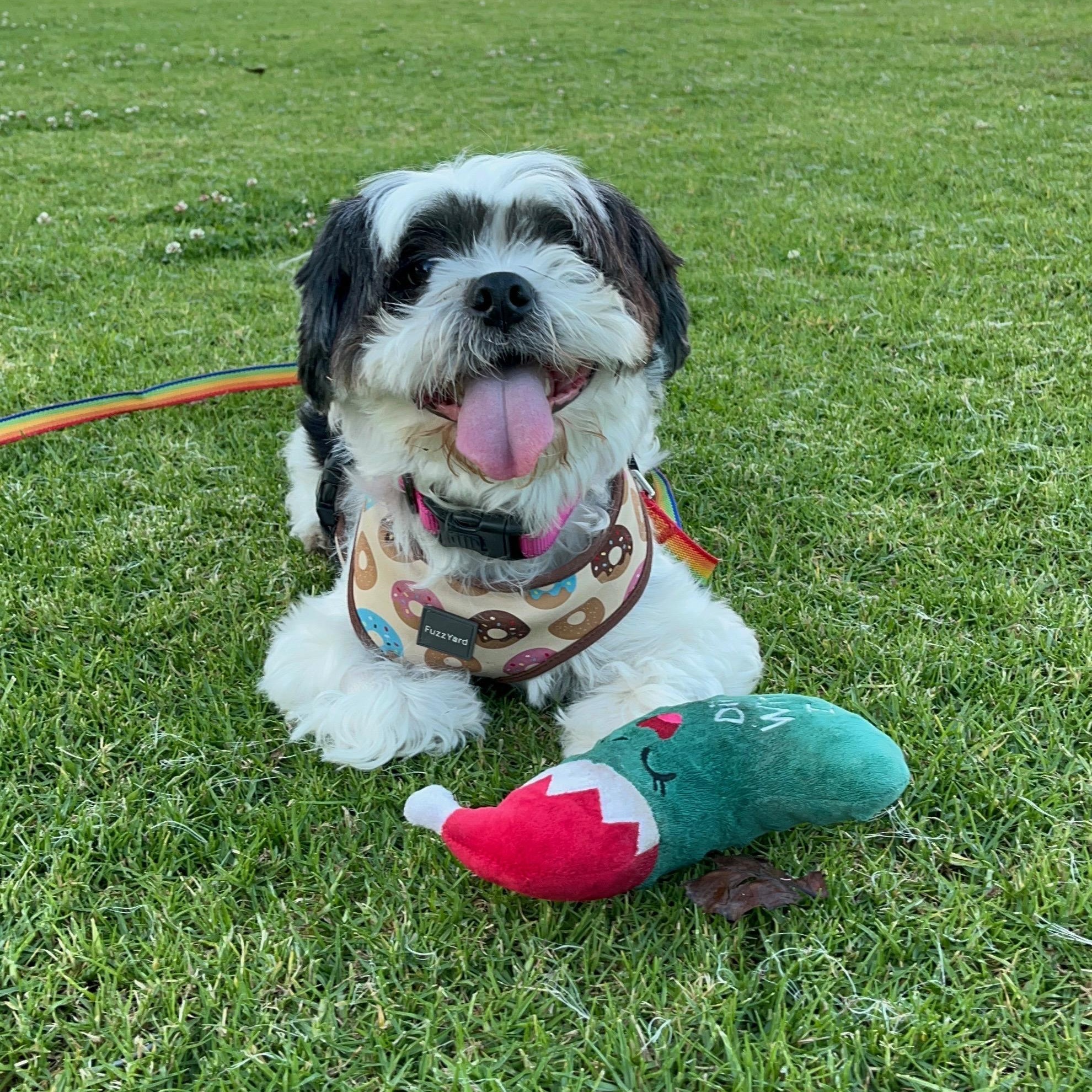 Enlarge Mila, a Adoptable mixed breed in Los Angeles, CA image 6/6