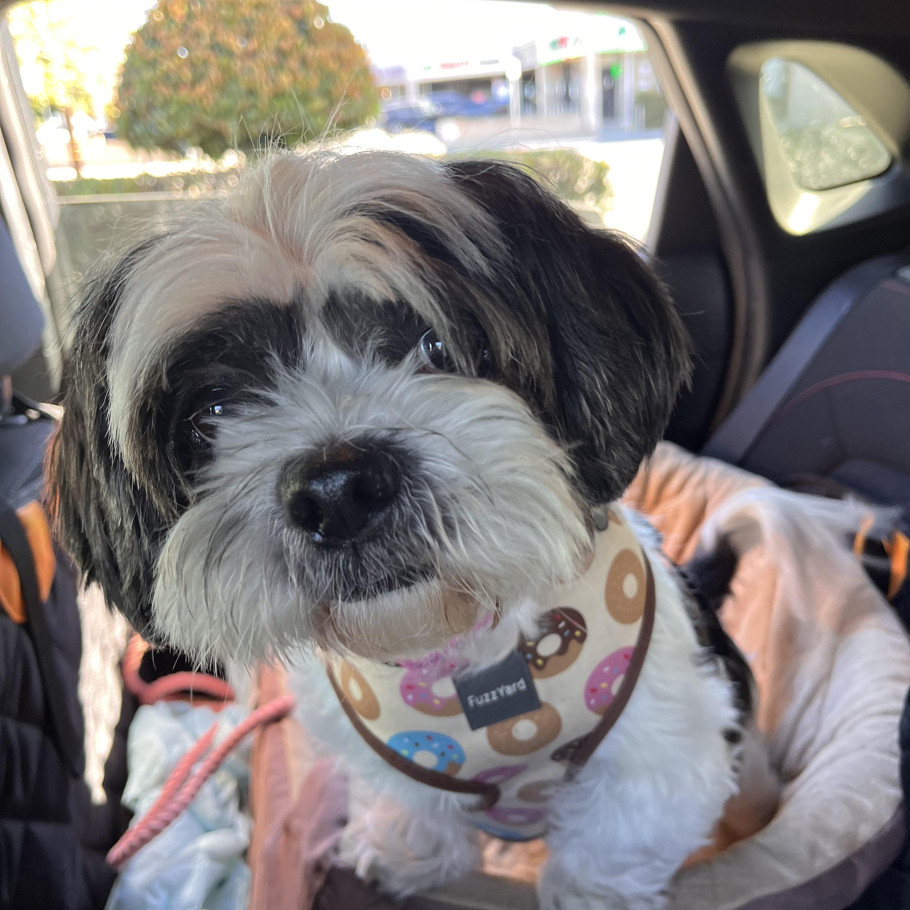 Enlarge Mila, a Adoptable mixed breed in Los Angeles, CA image 5/6