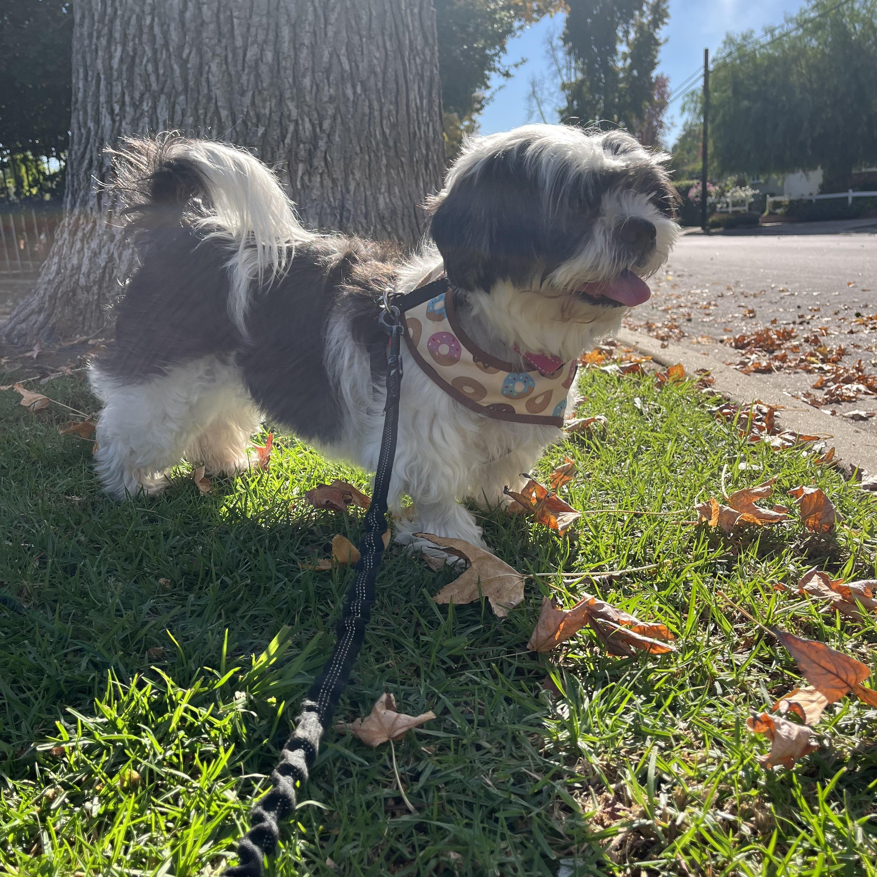 Enlarge Mila, a Adoptable mixed breed in Los Angeles, CA image 3/6