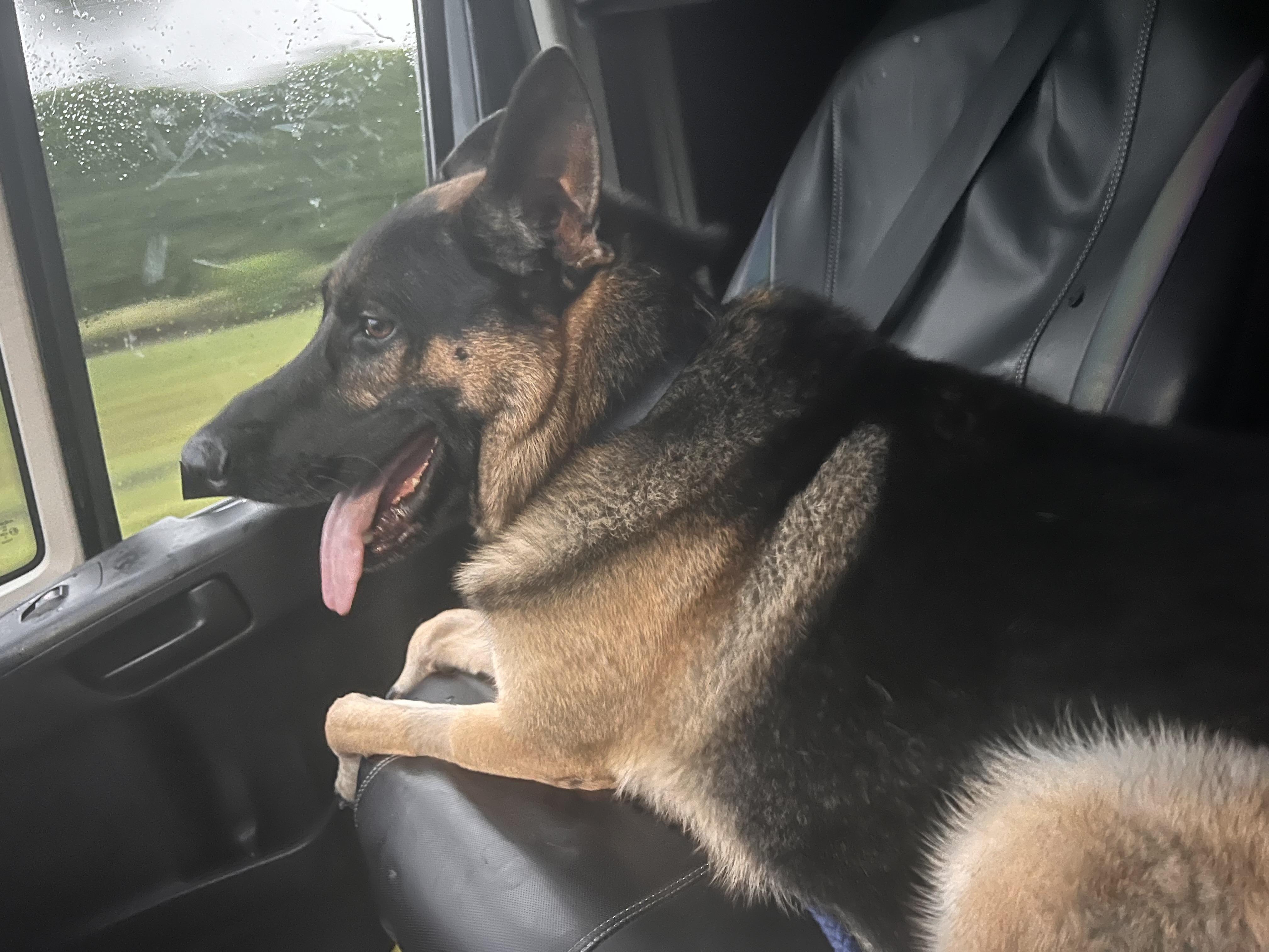 Enlarge Max, a Adoptable German Shepherd Dog in Palm Coast, FL image 4/6